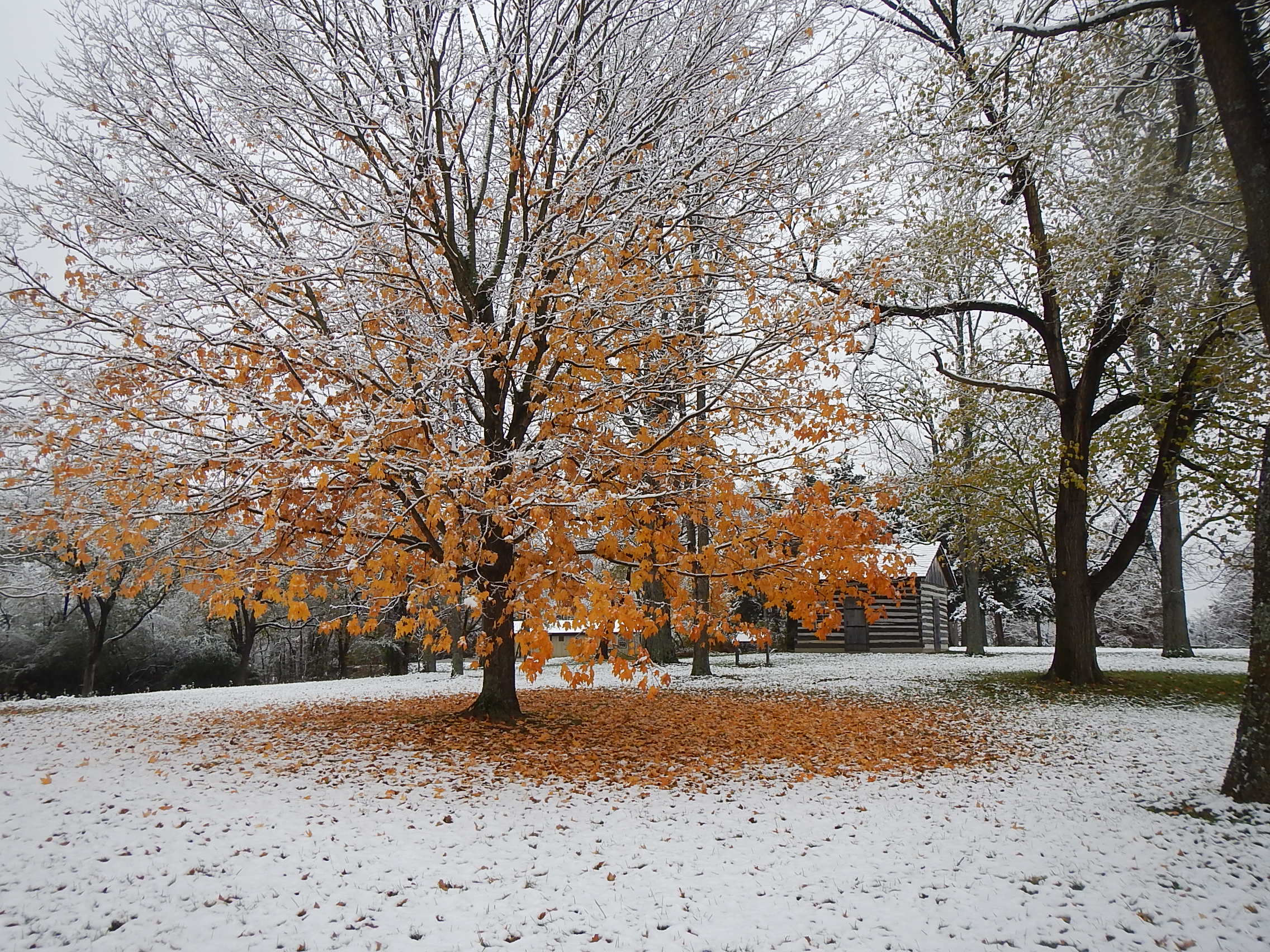 a tree at Rock Bridge State Park in Winter