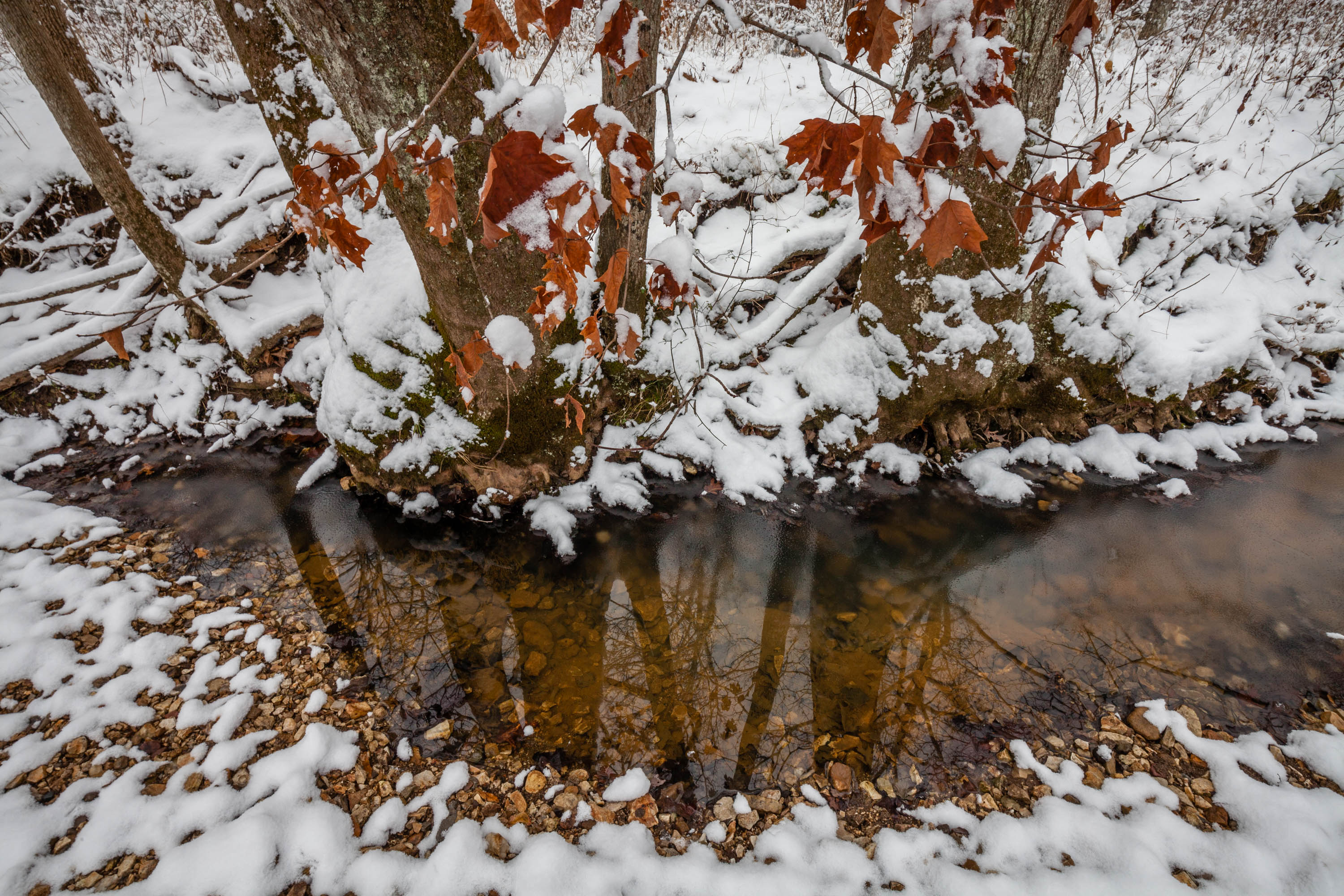 a creek in winter