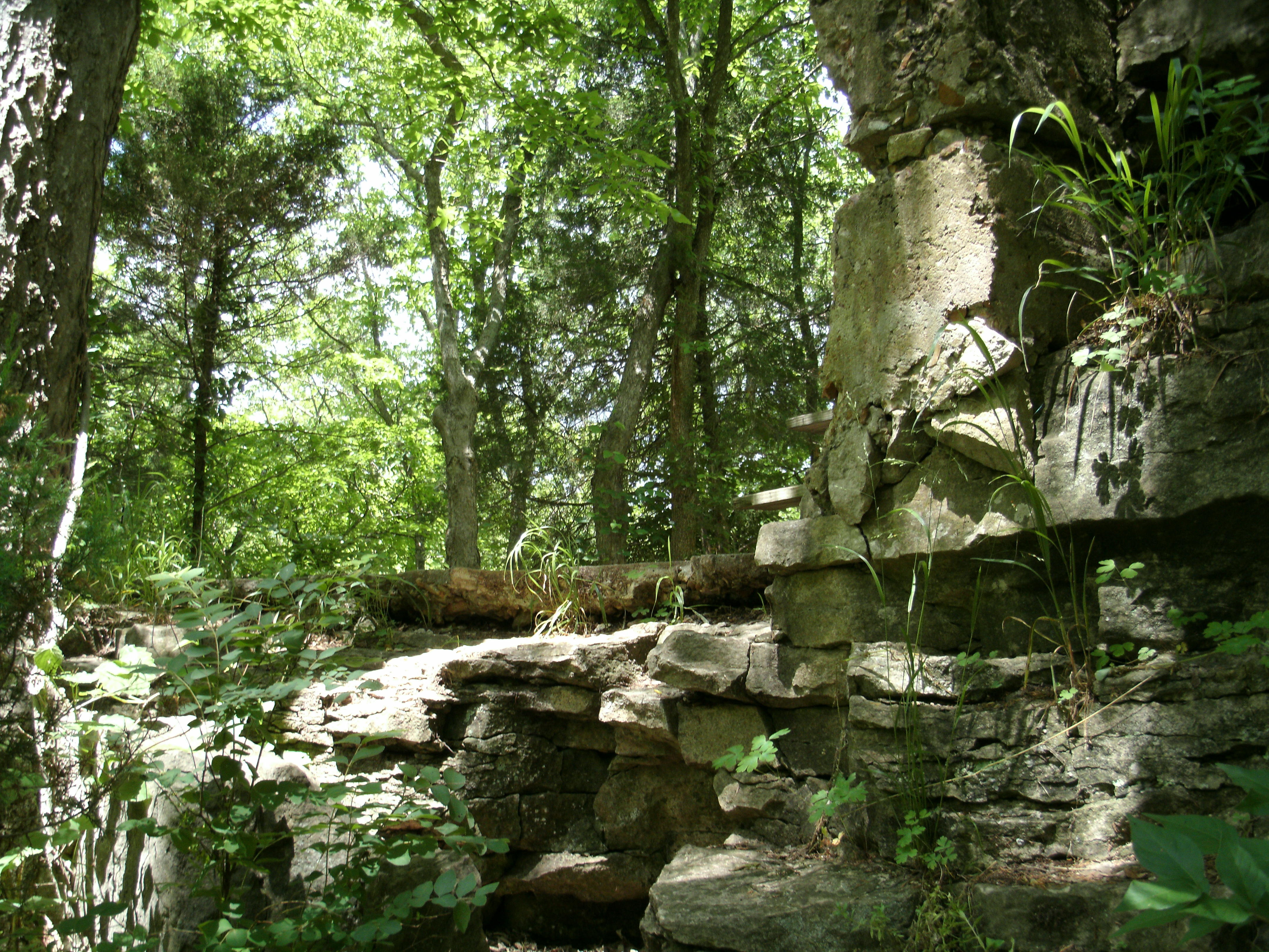 A section of the woods at Rock Bridge State Park