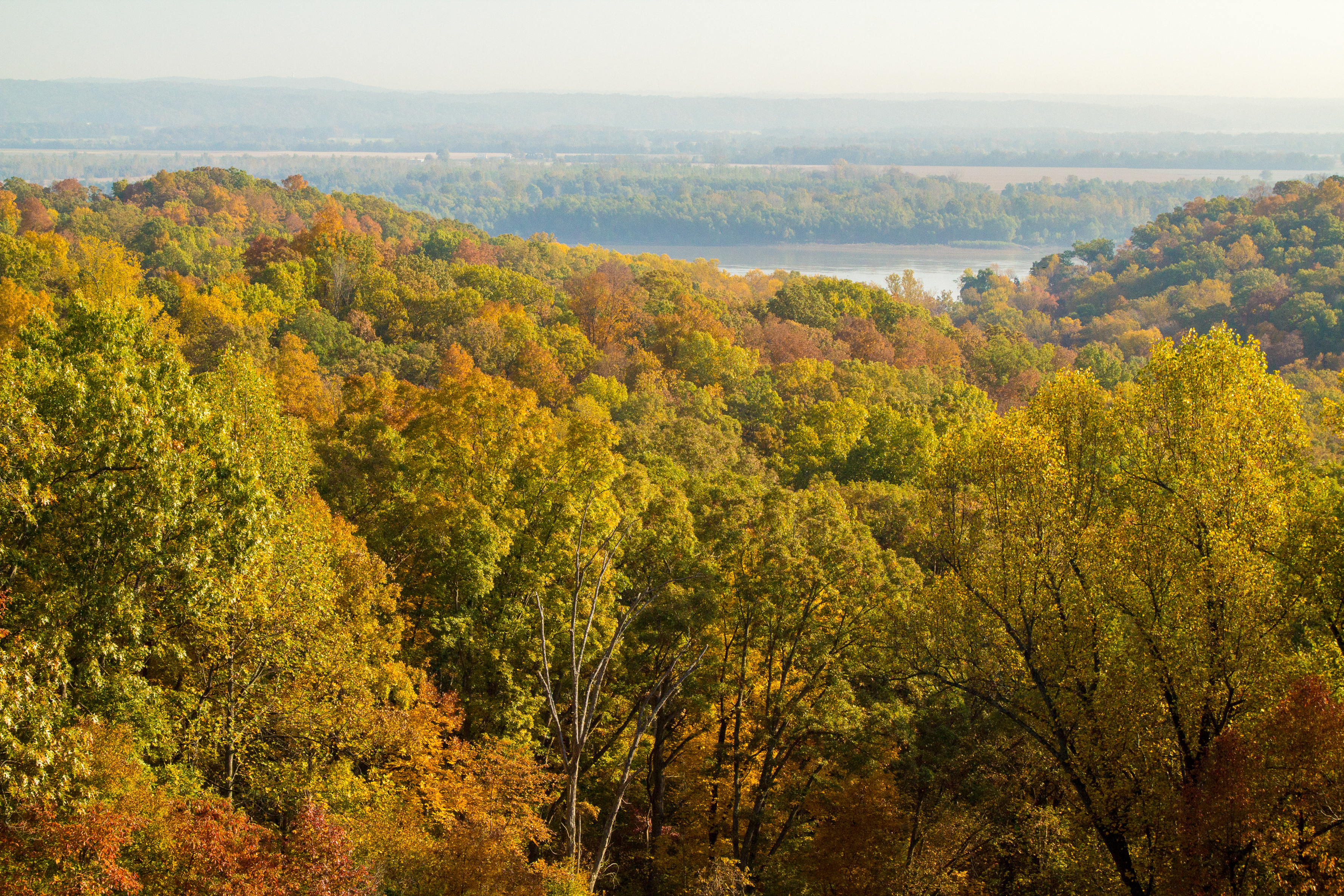Arial view of the woods