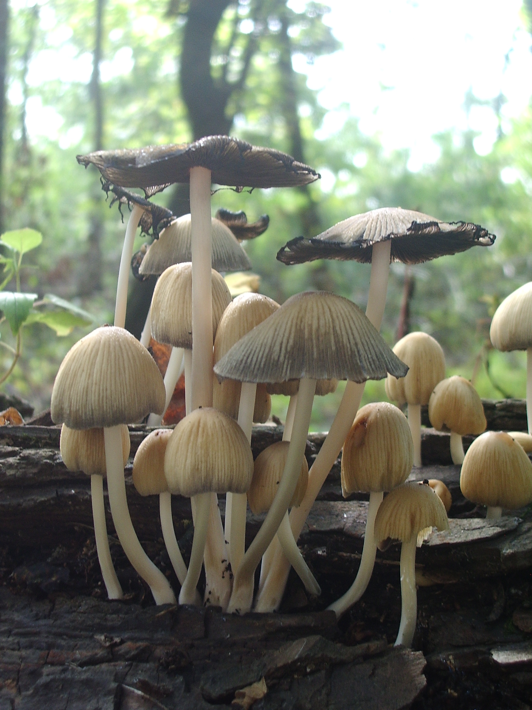 yellow mushrooms growing