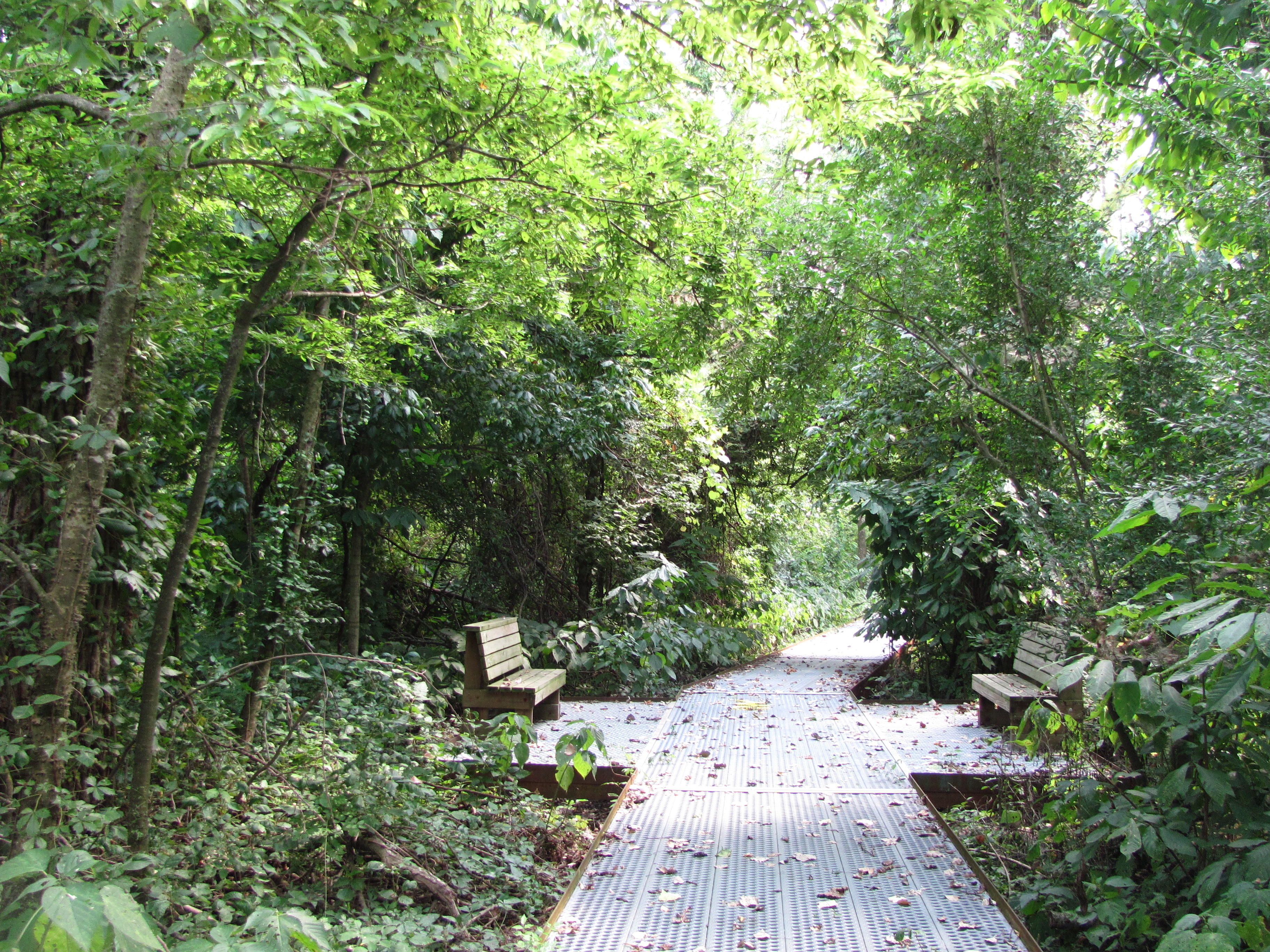 a walking path in the woods with a bench