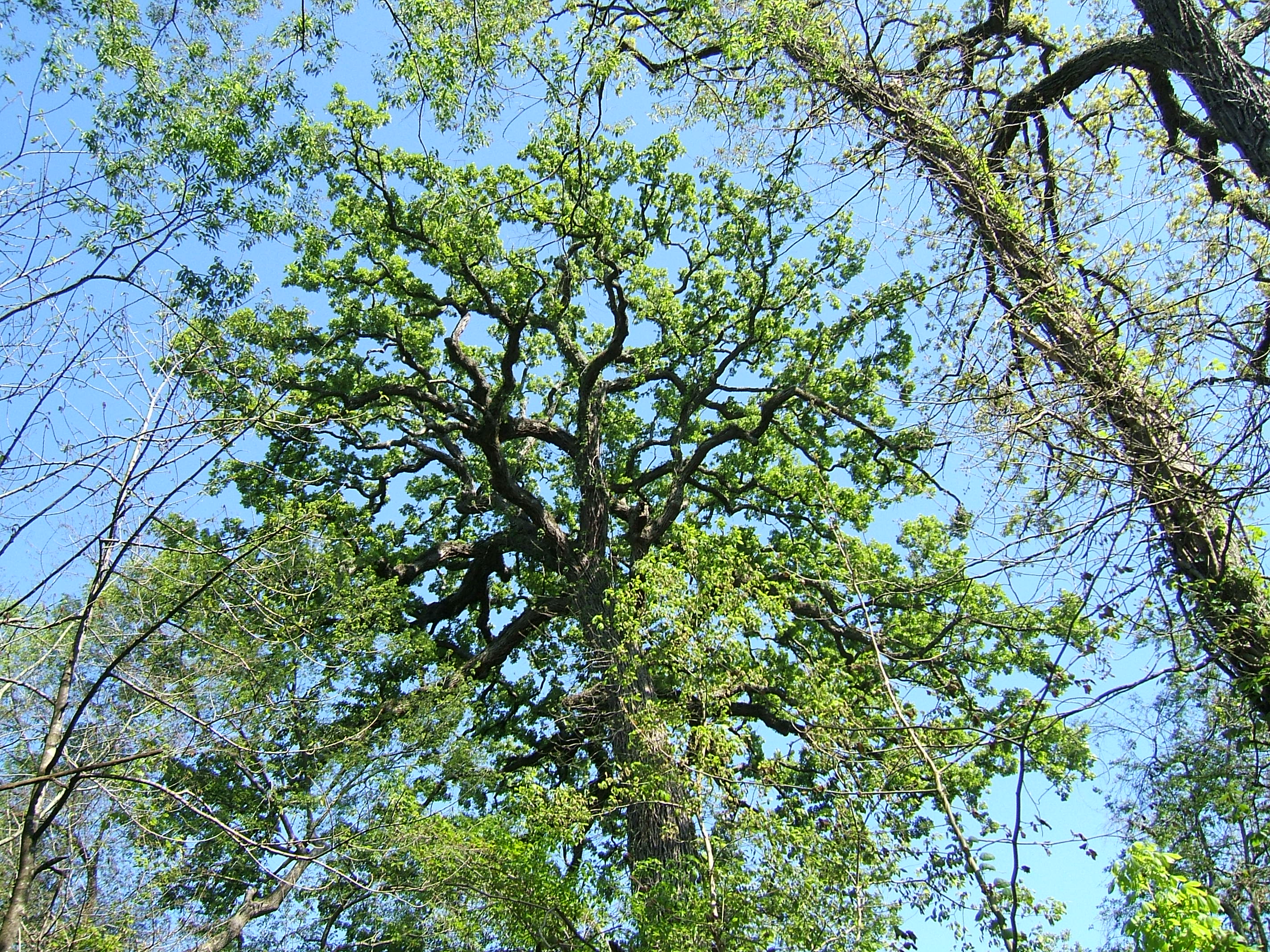 the top of a tall, green, oak tree
