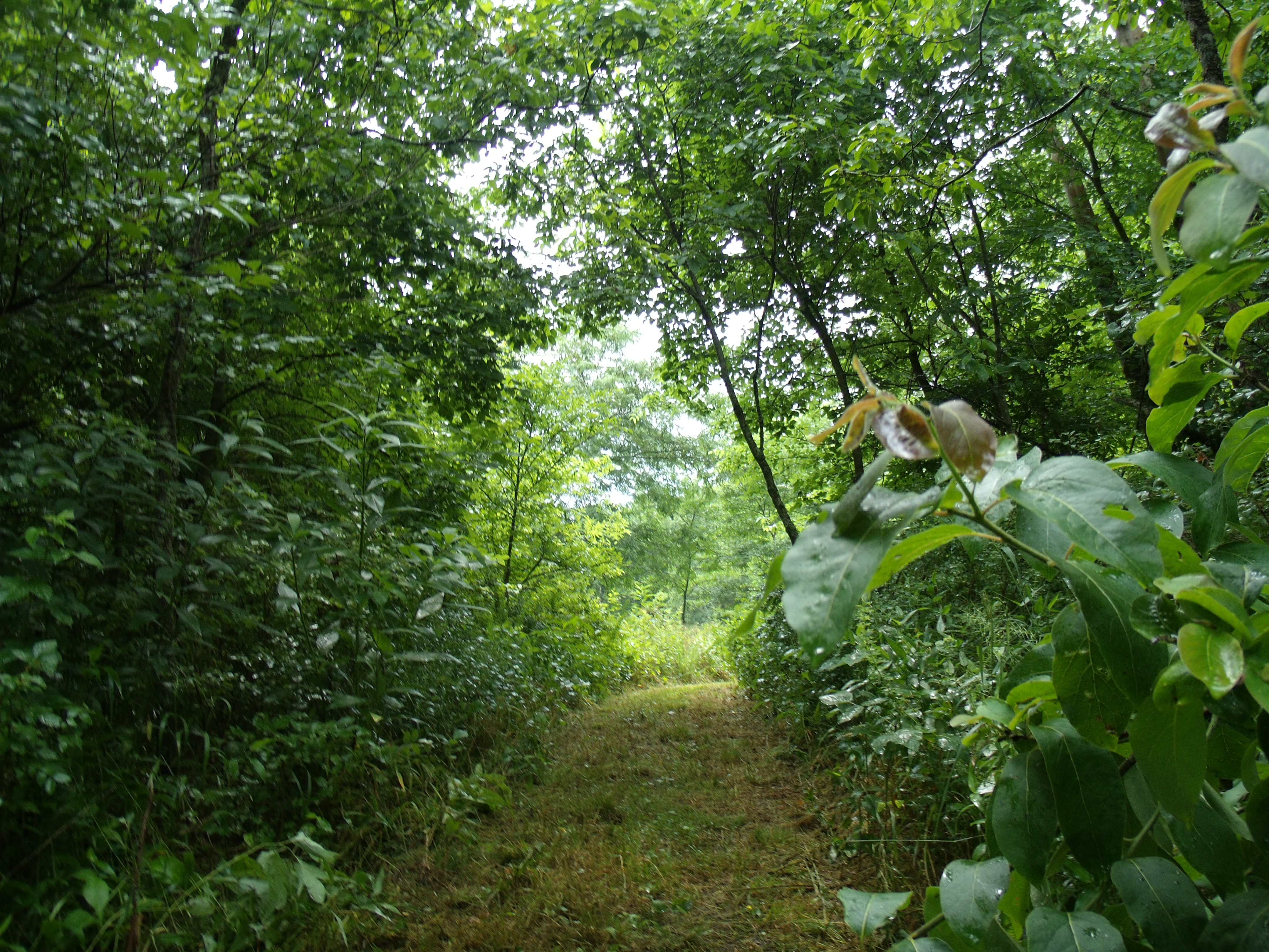 a walking trail in the woods