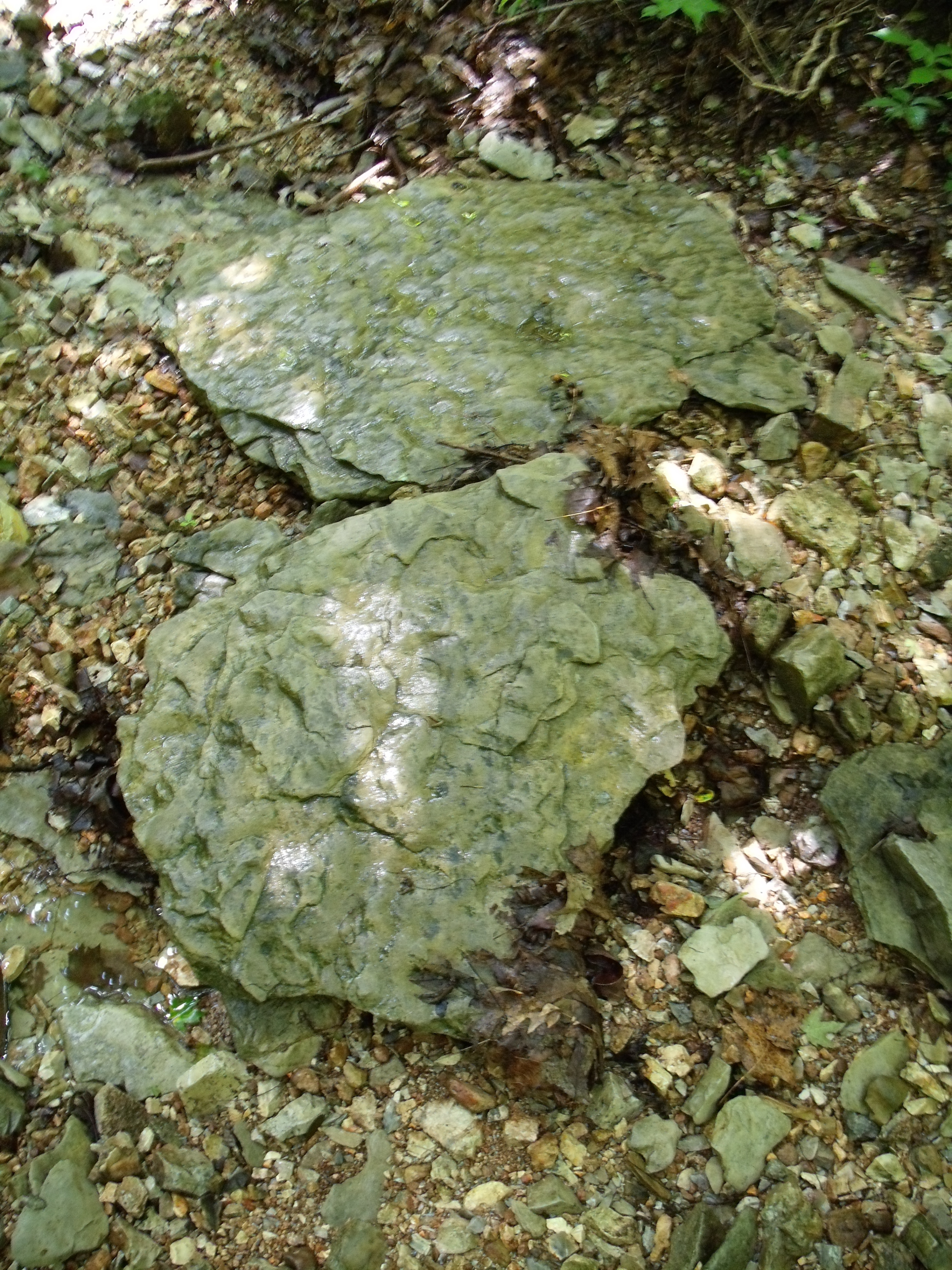 a flat mossy rock