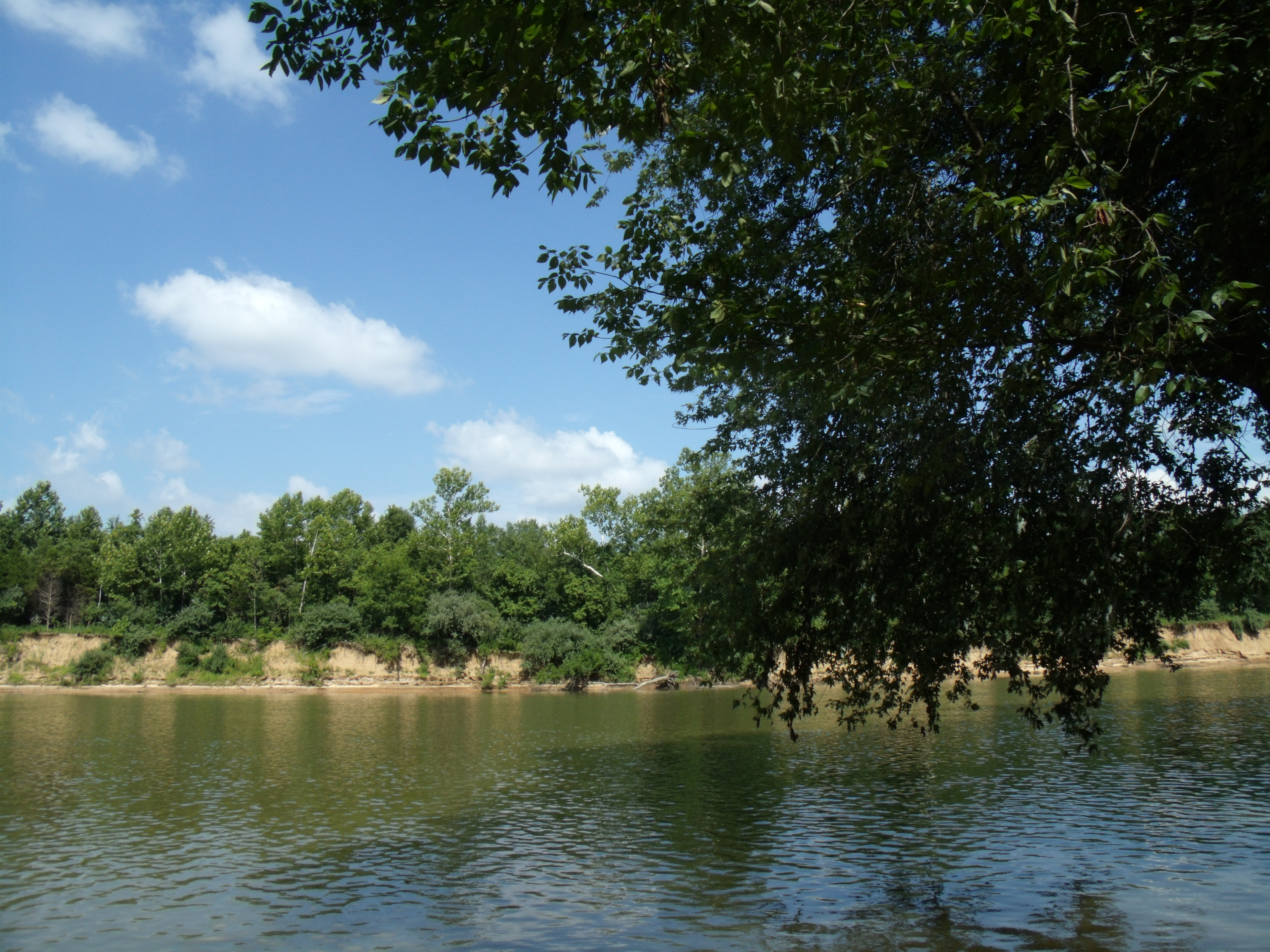 a river with a tree hanging over the water