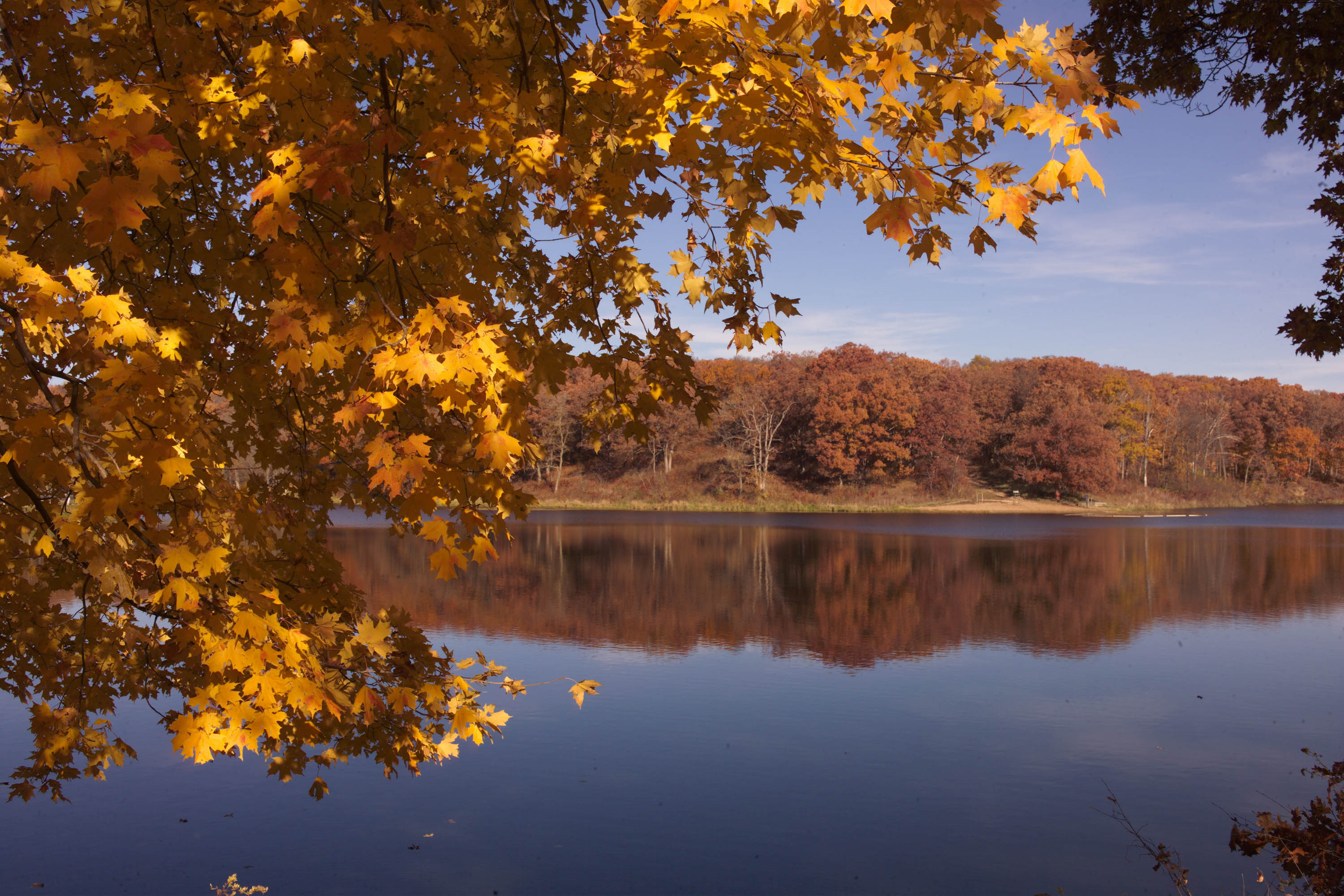 an autumn tree hanging above a body of water
