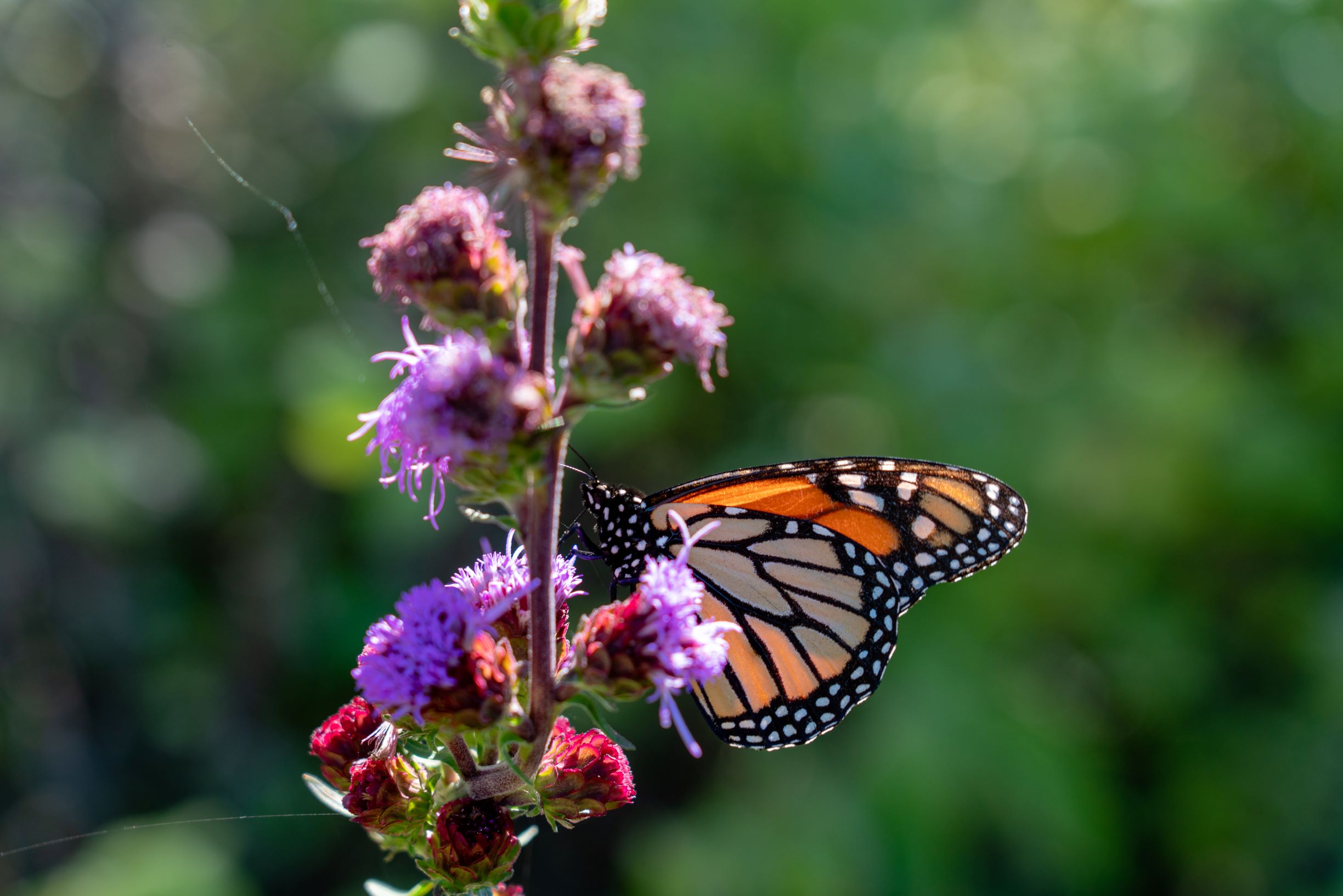 a monarch butterfly on a purple flower