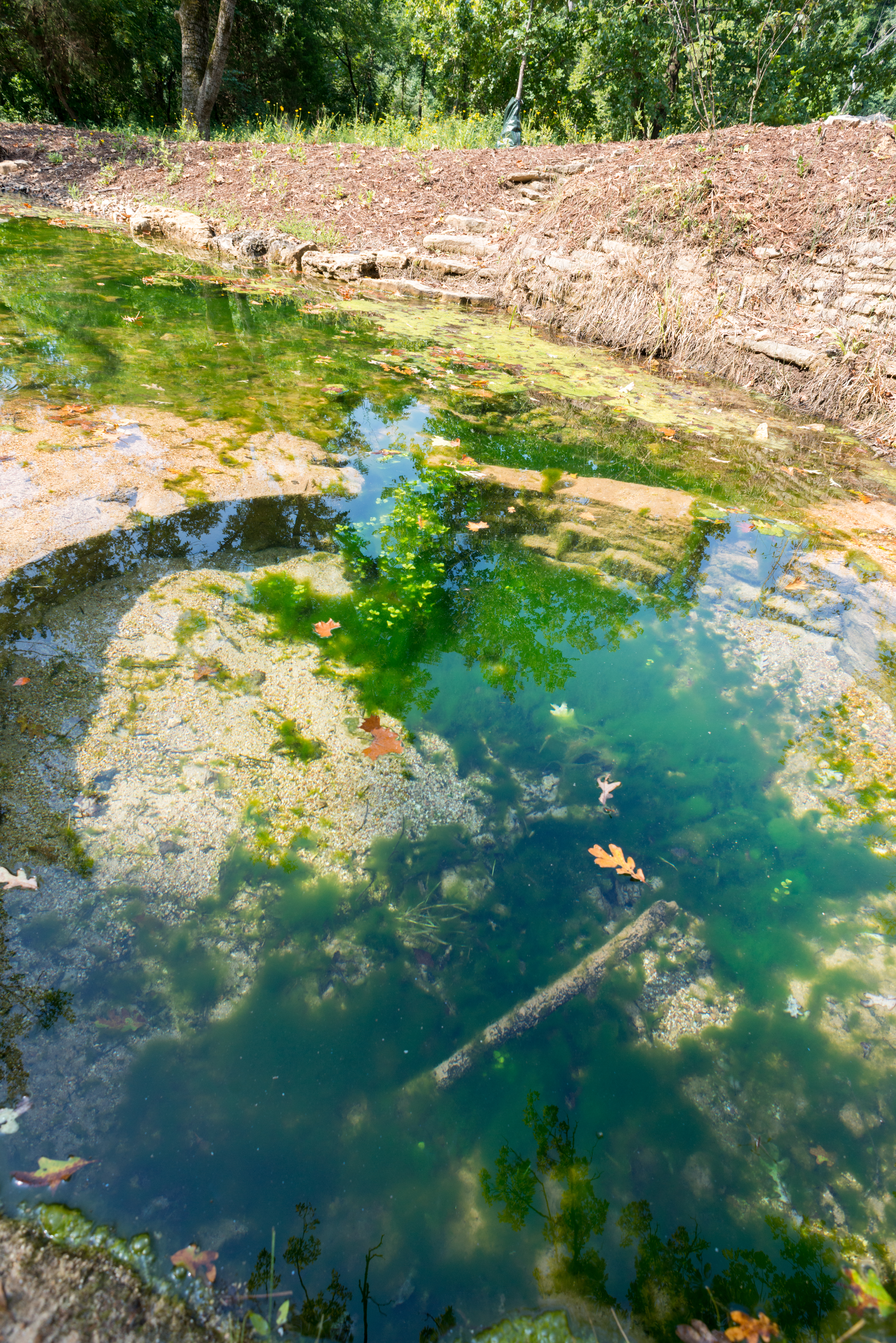 A clear pond on a sunny day