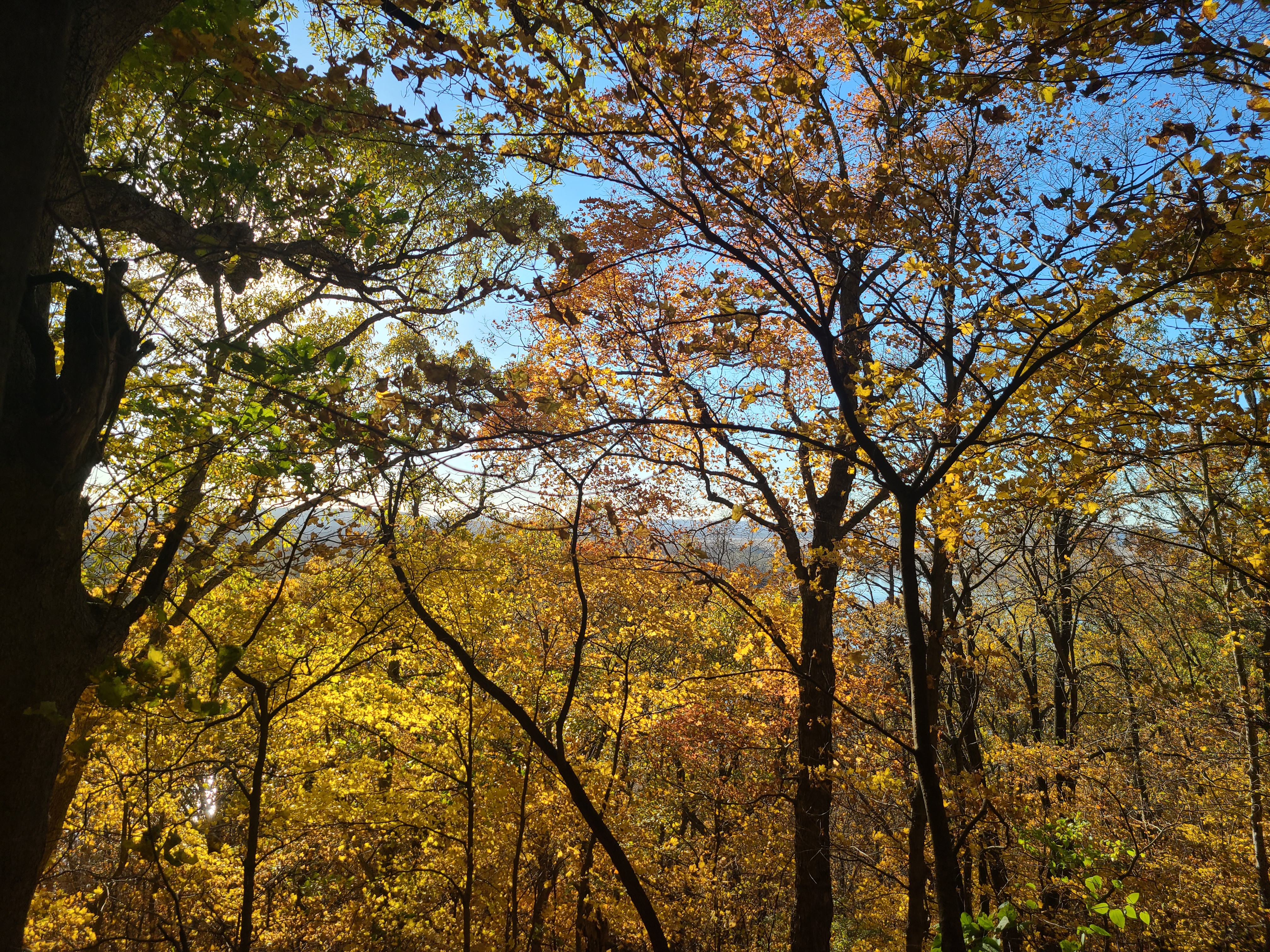 Trees, there leaves turning orange