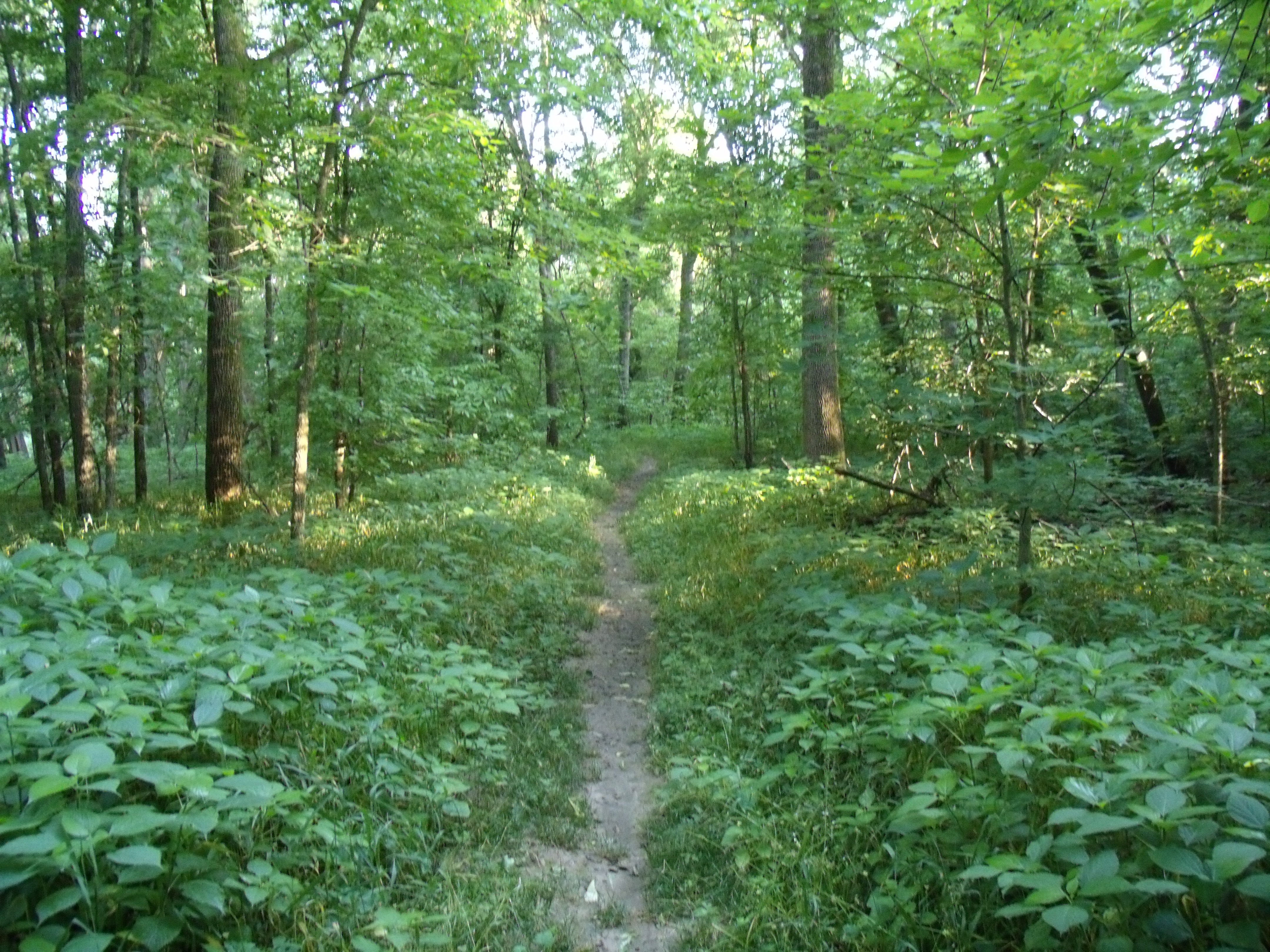 A wooded trail