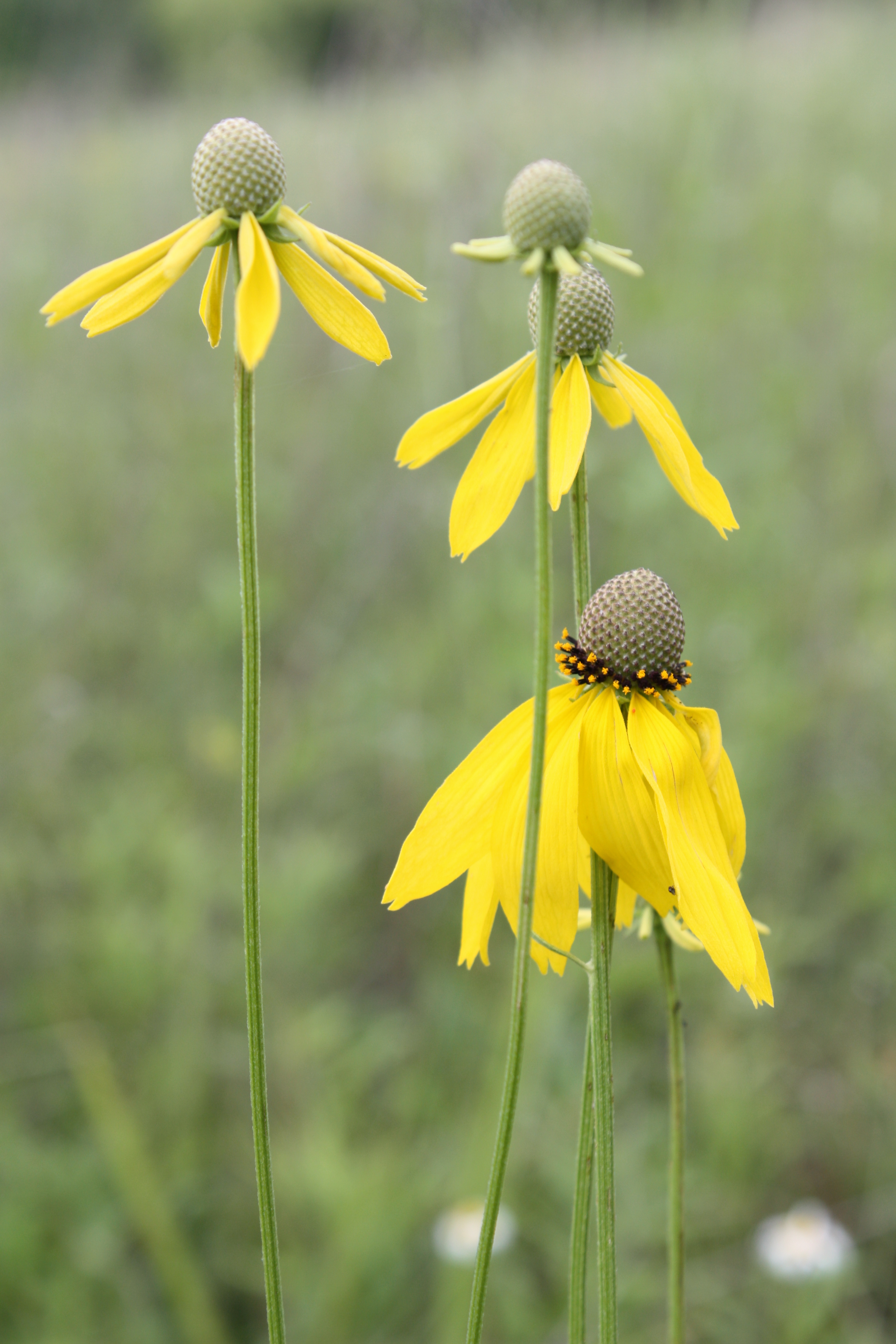 Three yellow flowers in bloom