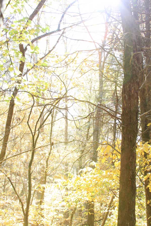 The sun shining through tree branches