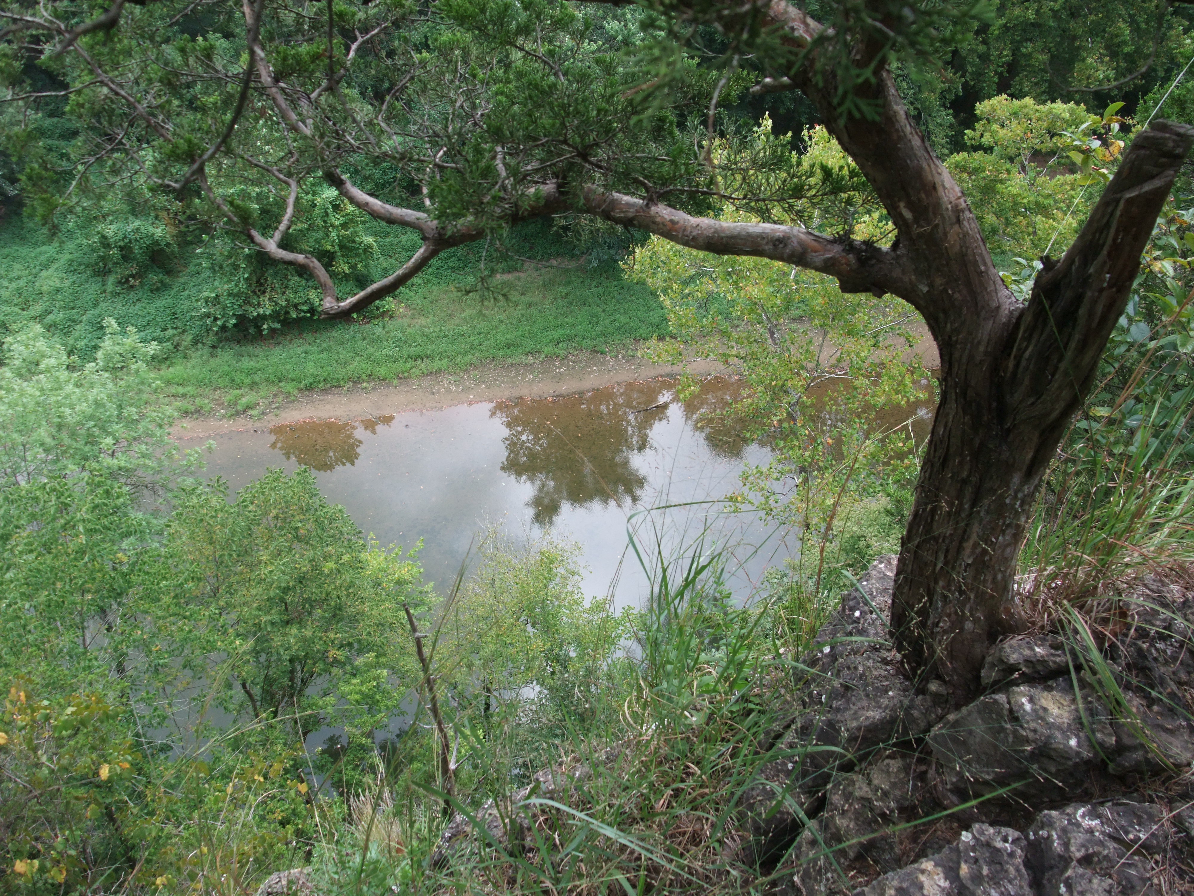 A tree looking over a creek