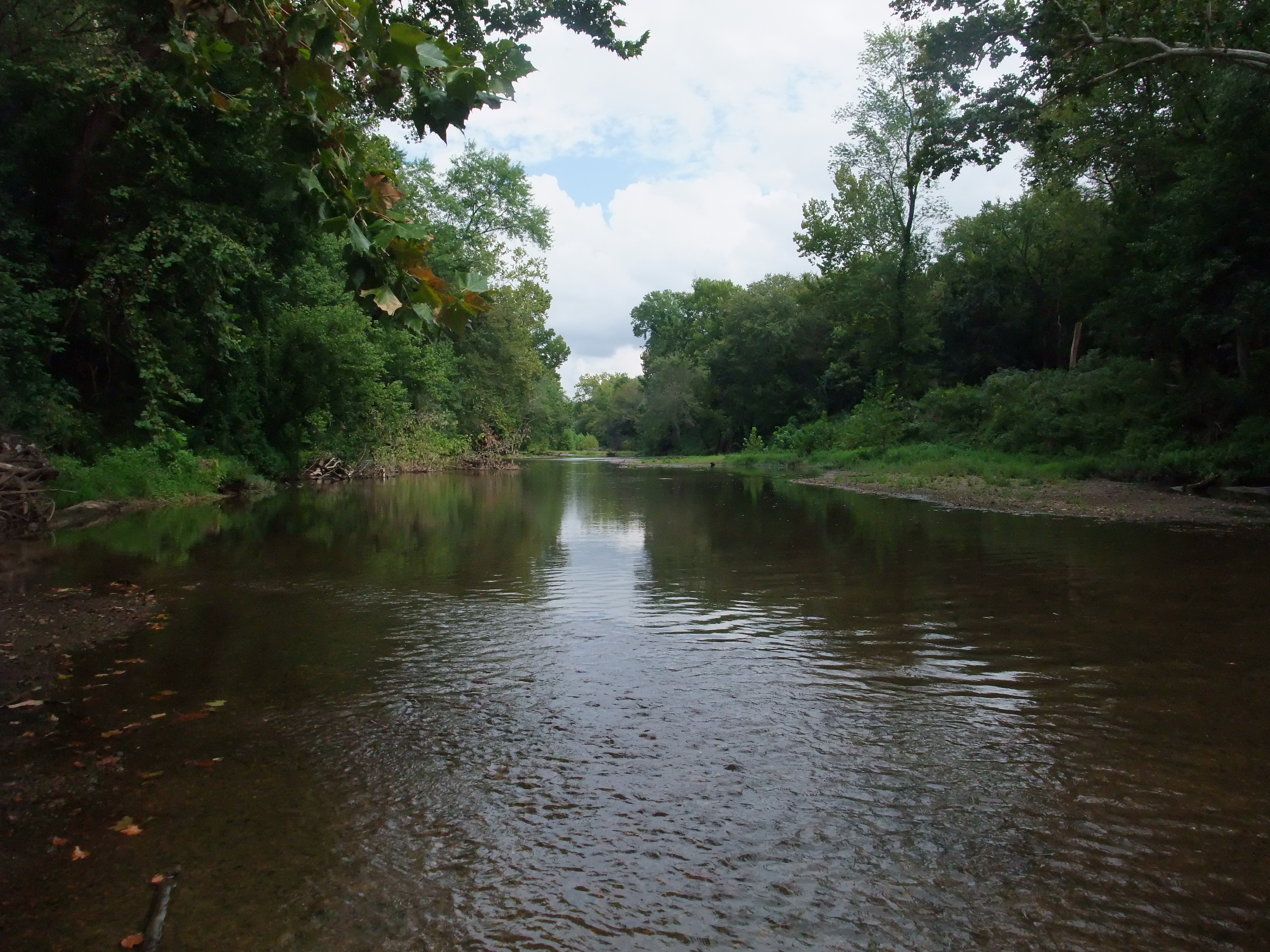 A lazy creek under tall green trees