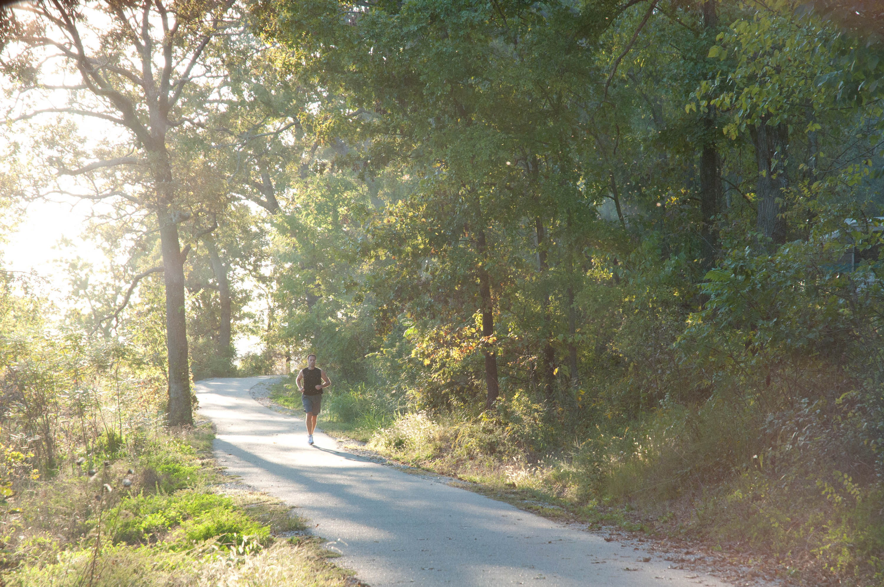 A paved path through the woods