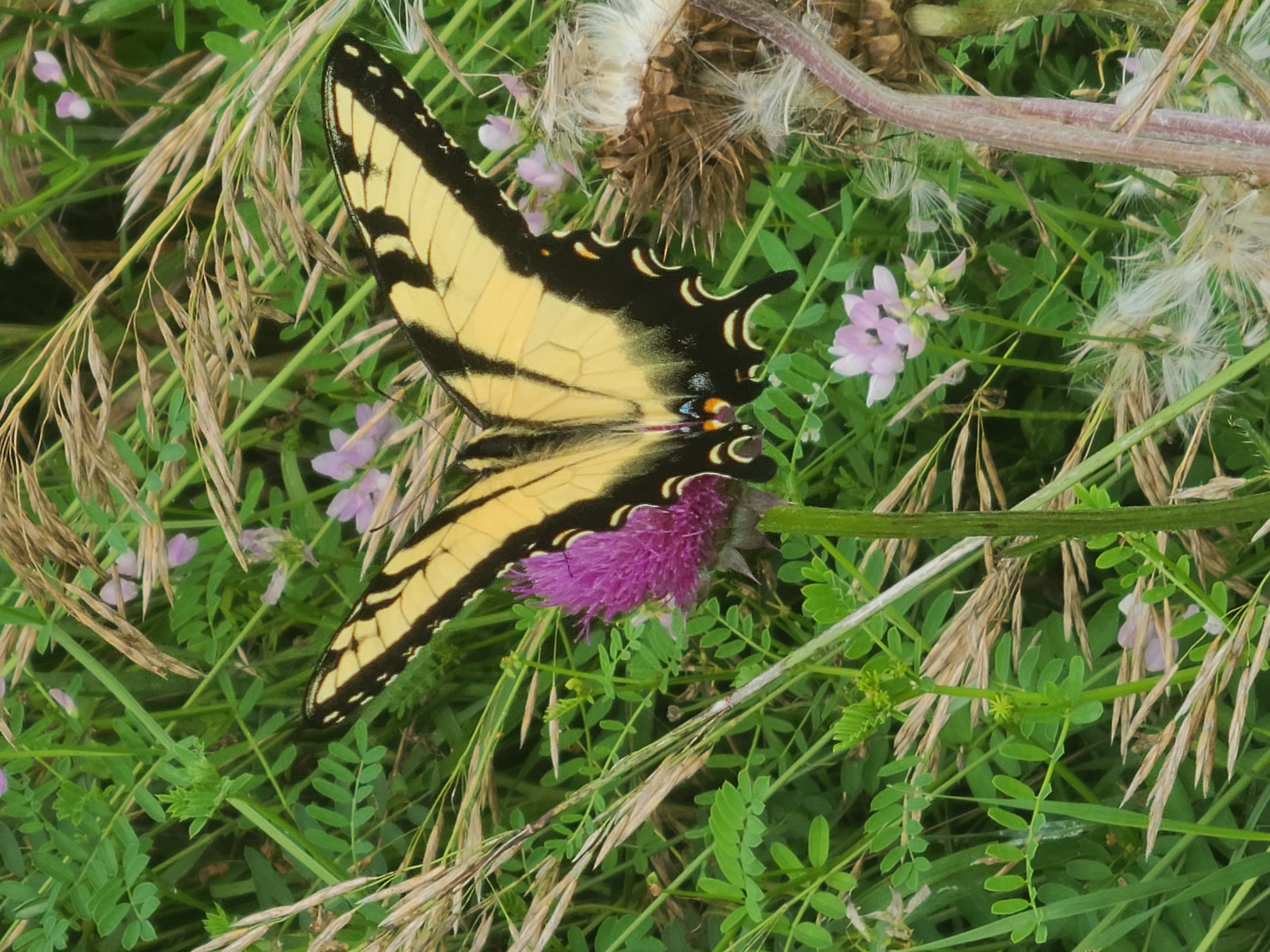 A taiger swallowtail sitting on a flower