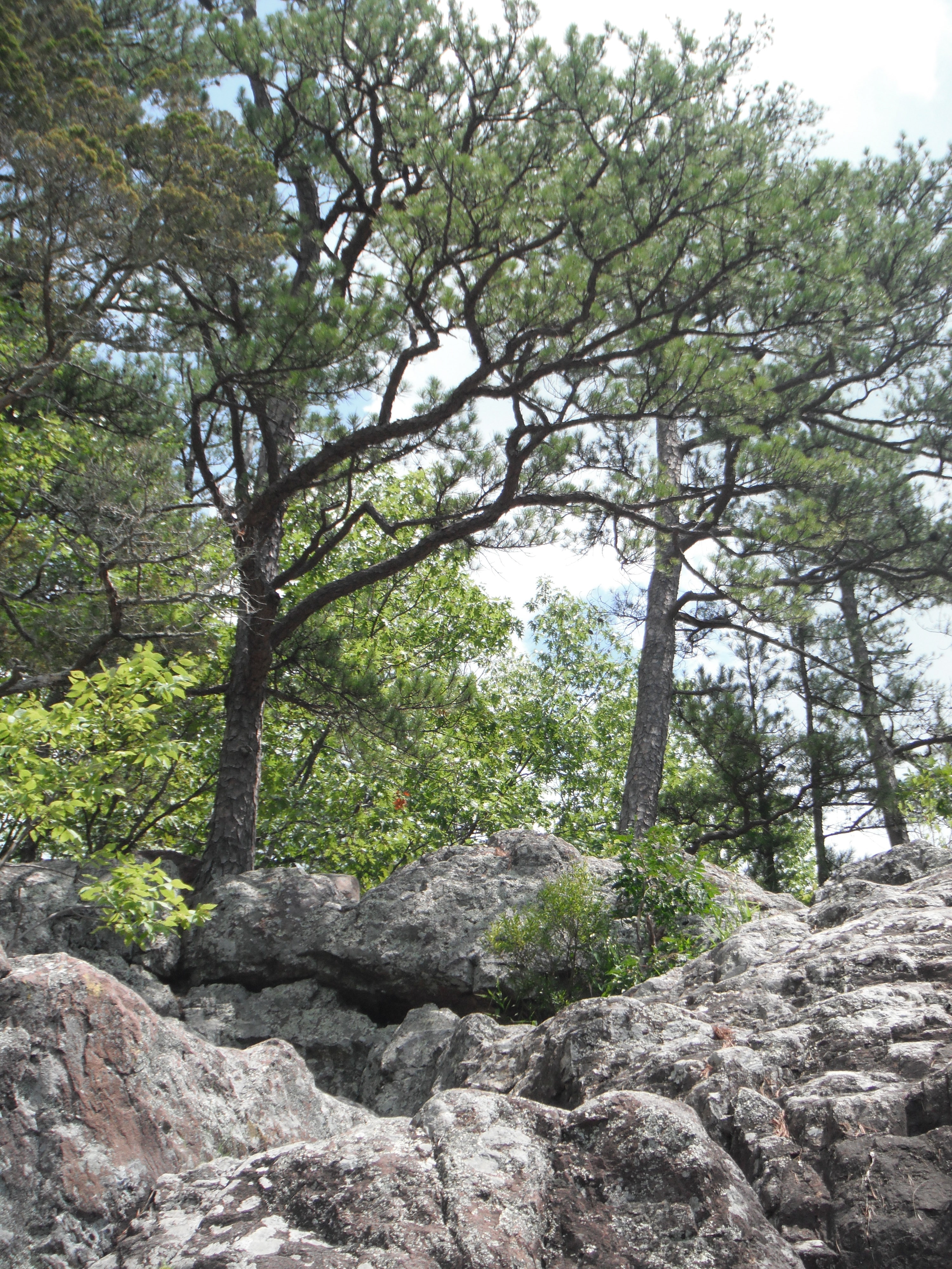 Trees overlooking rocks