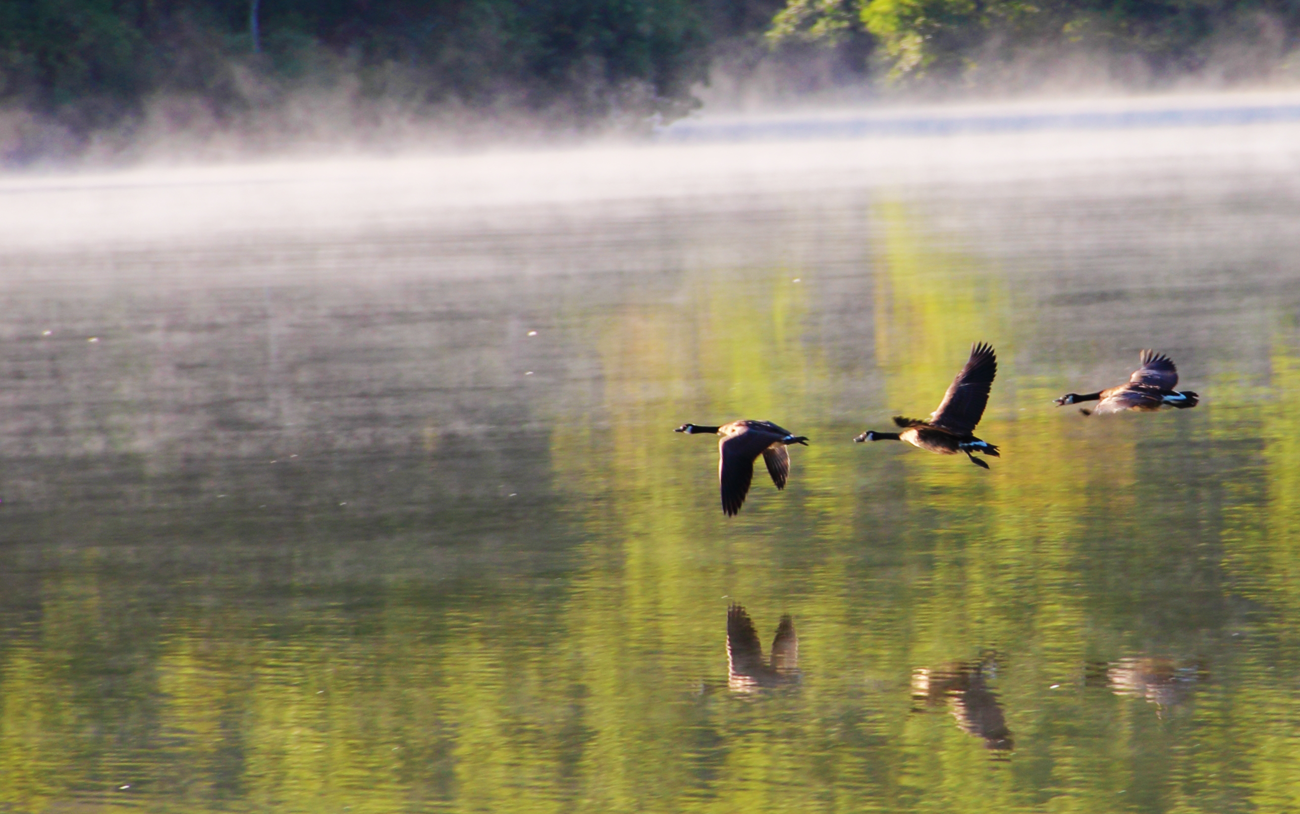Ducks flying over the water