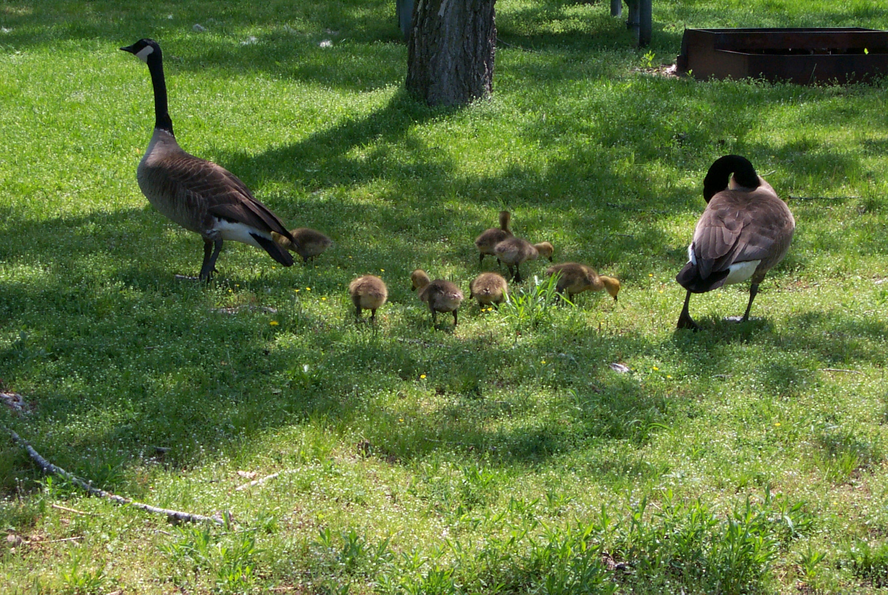 Geese in a field