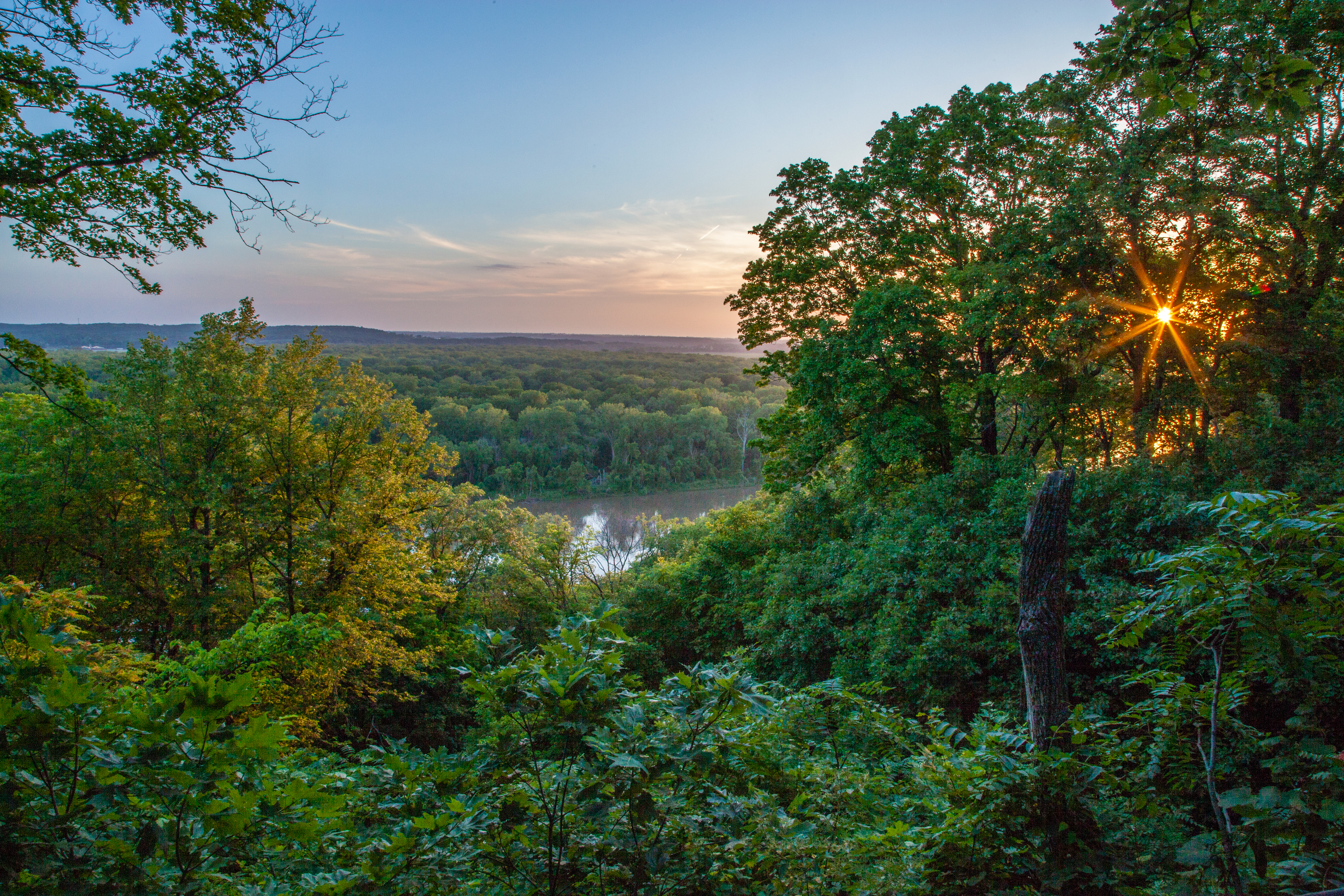 Trees under sunset
