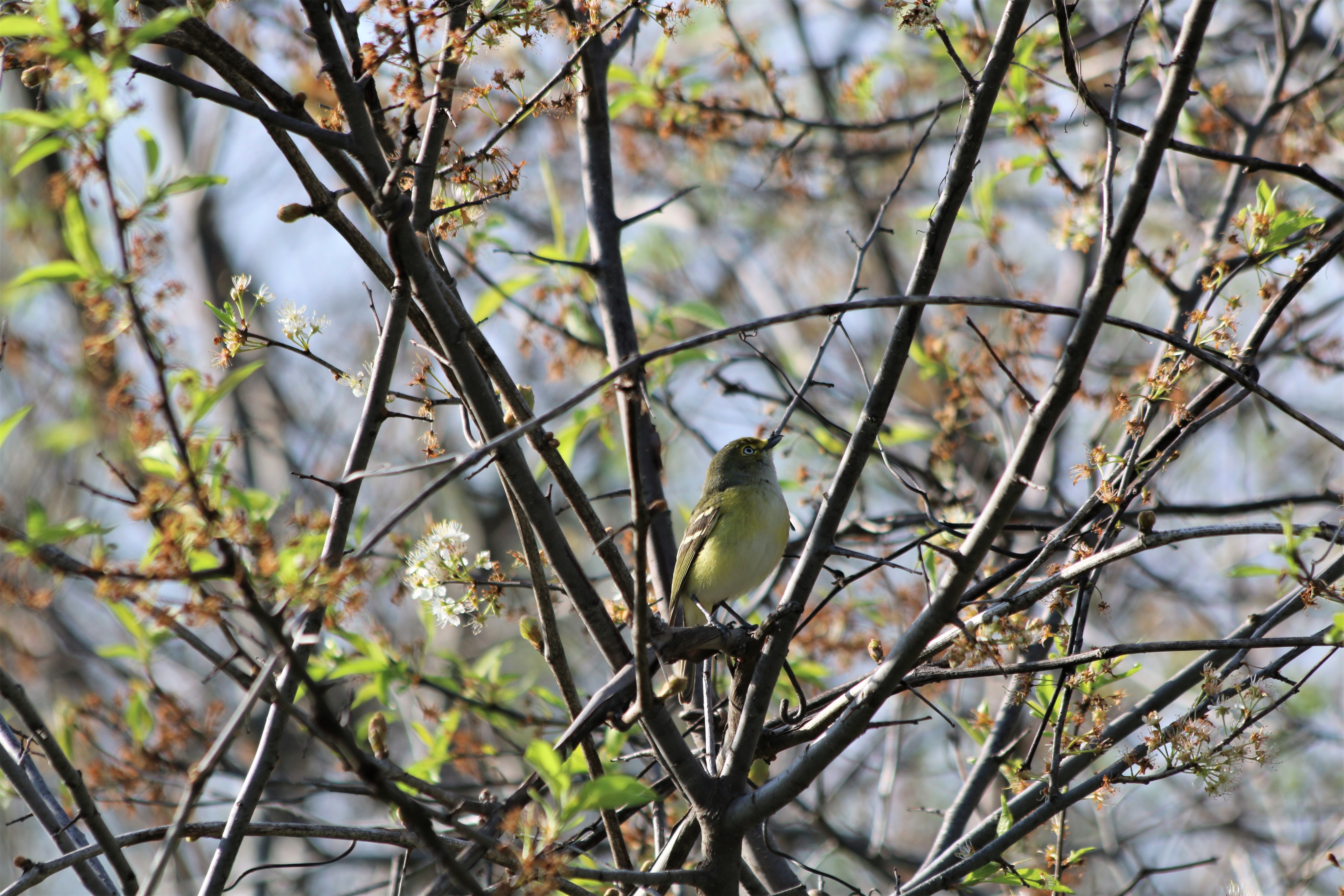 A bird sitting in a tree