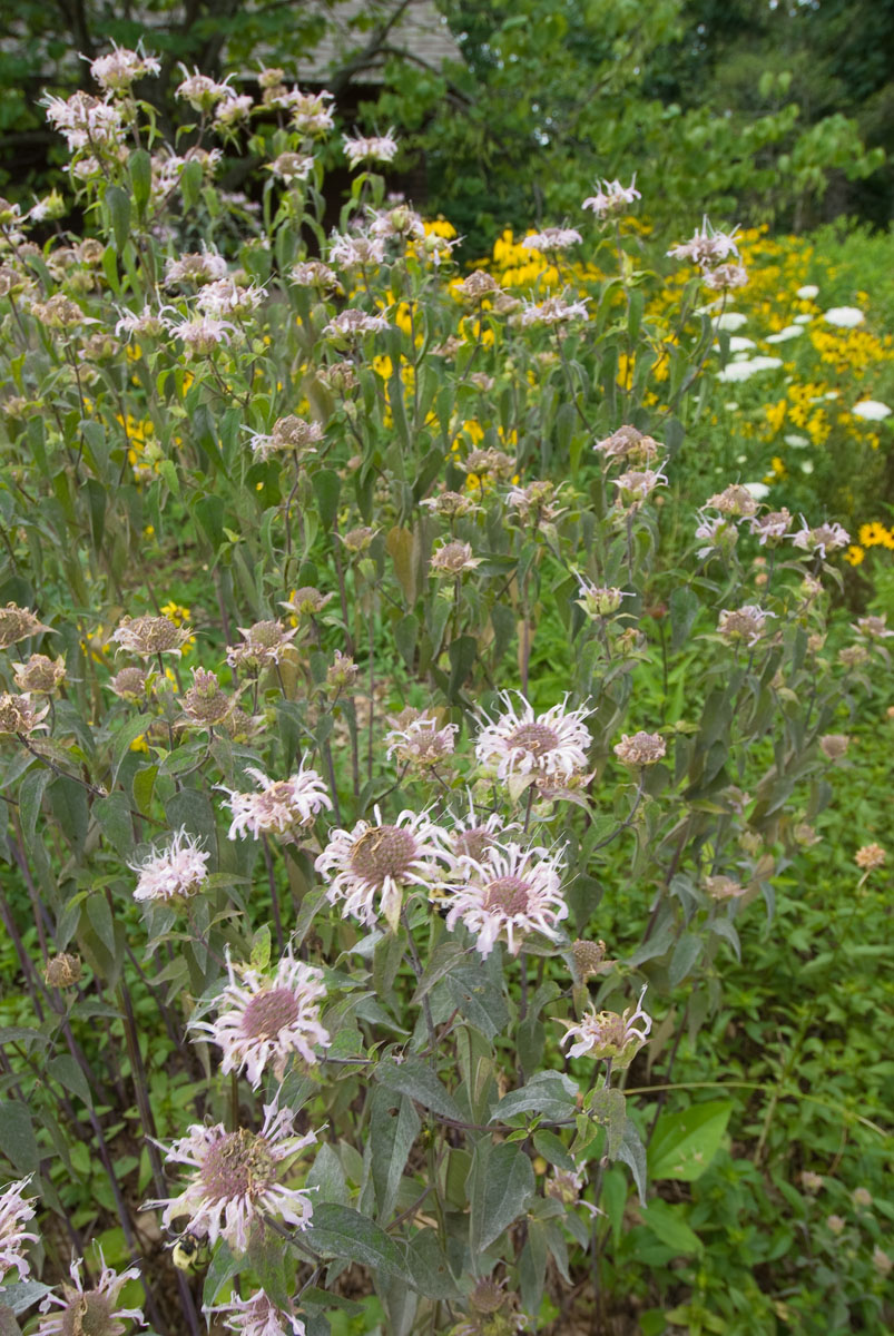 Pink wild flowers