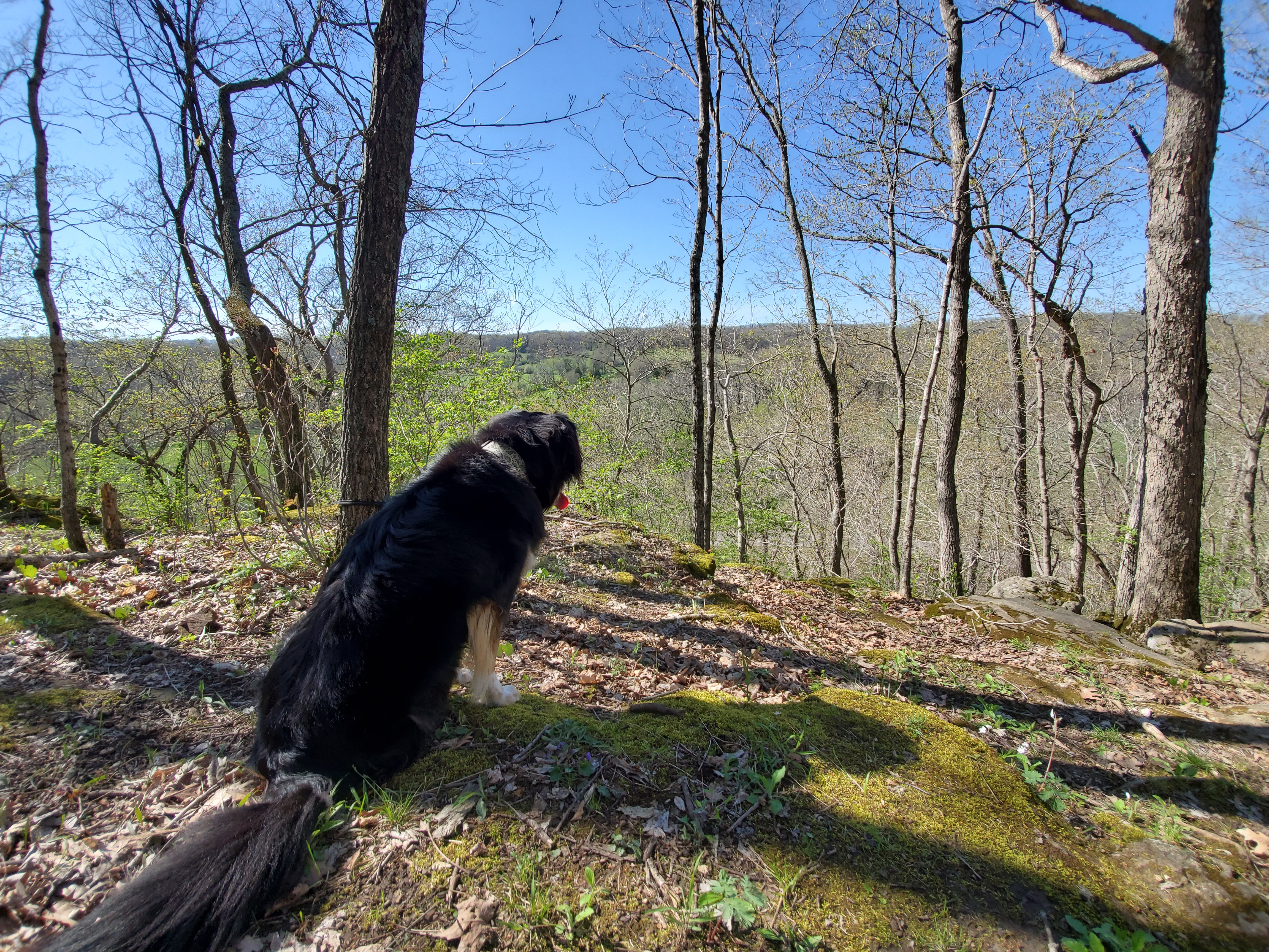 A dog sitting on a hill on a trail
