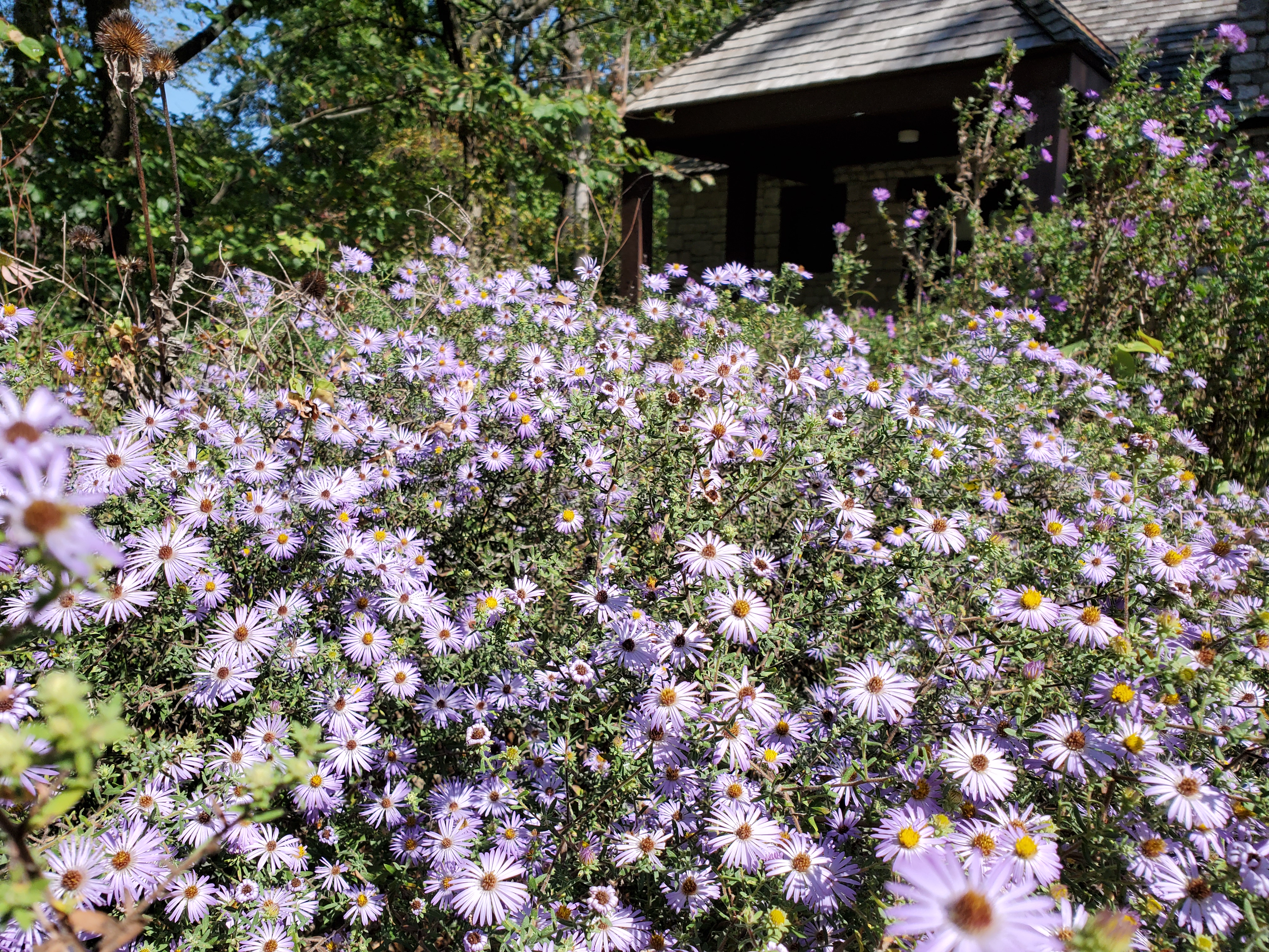 Purple wildflowers