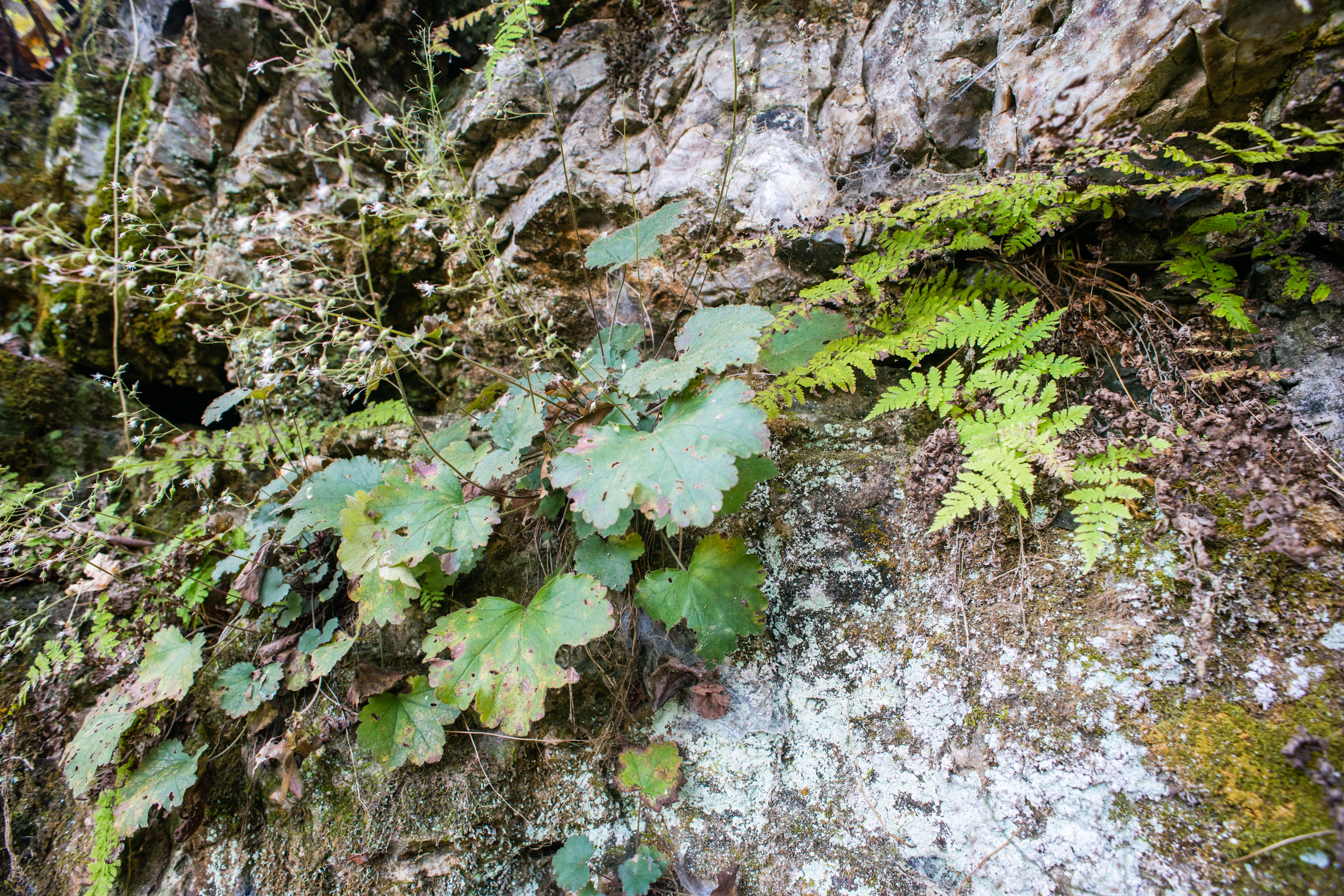Plants growing on rocks
