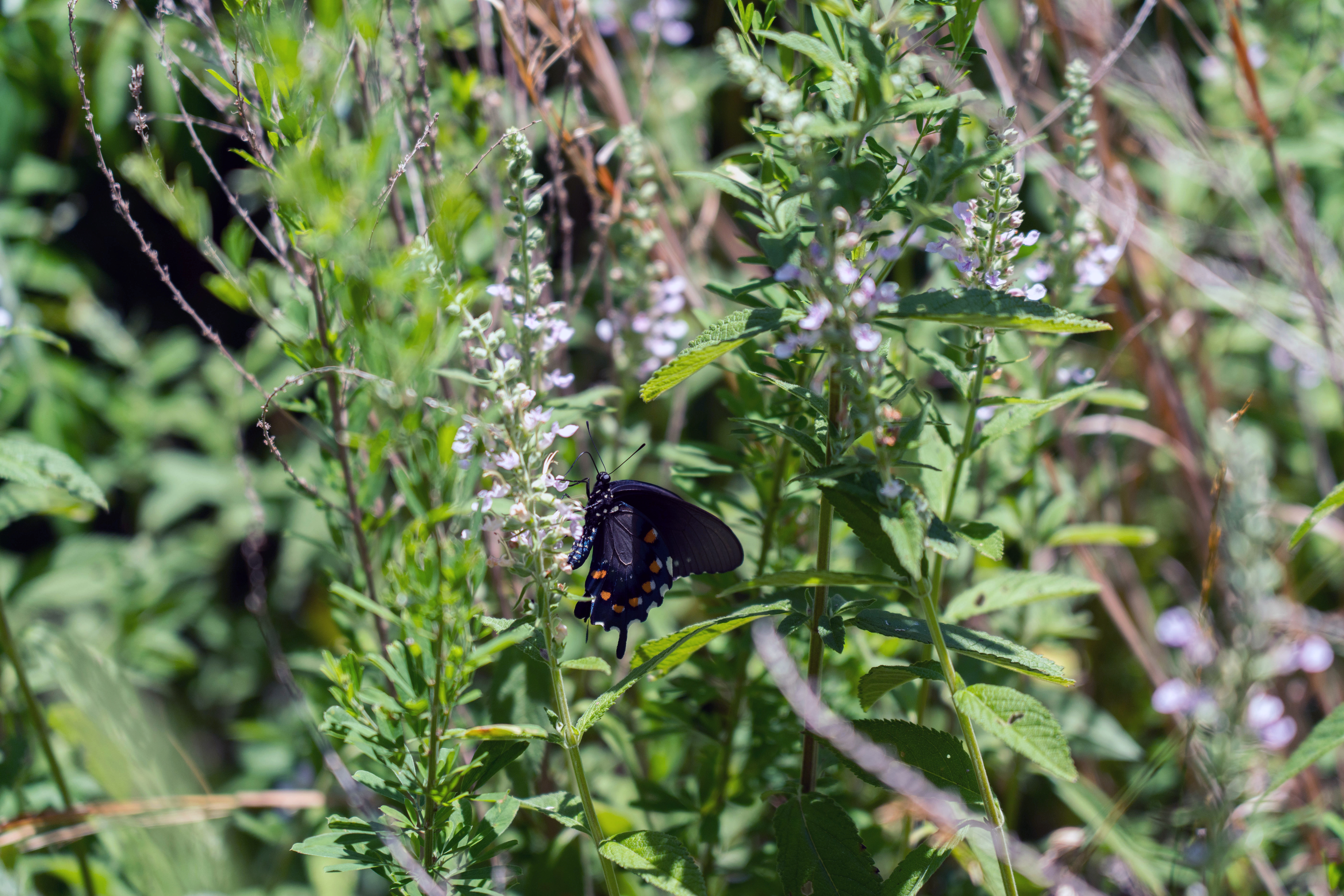 Butterfly on a purple flower