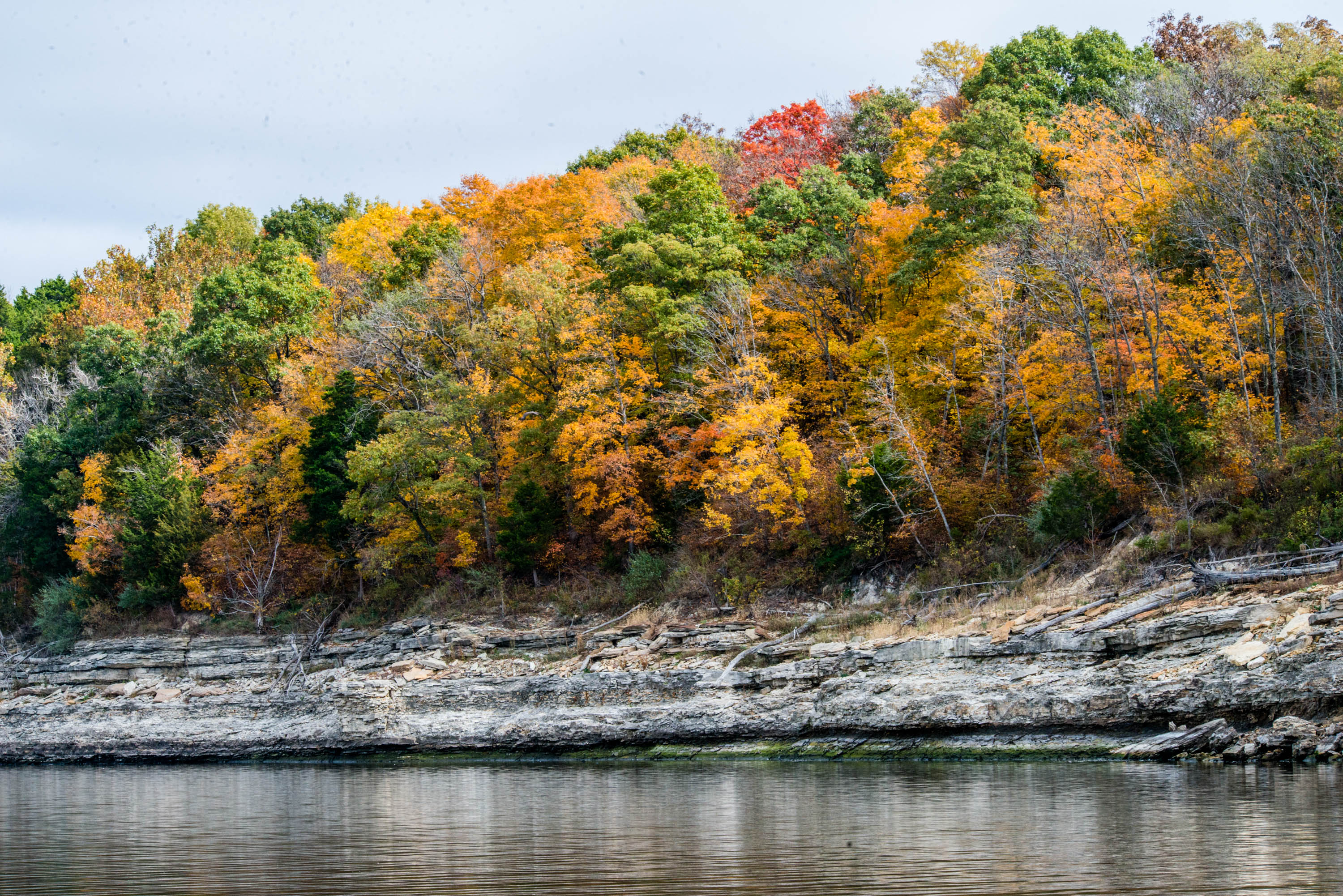 Trees on the edge of the water