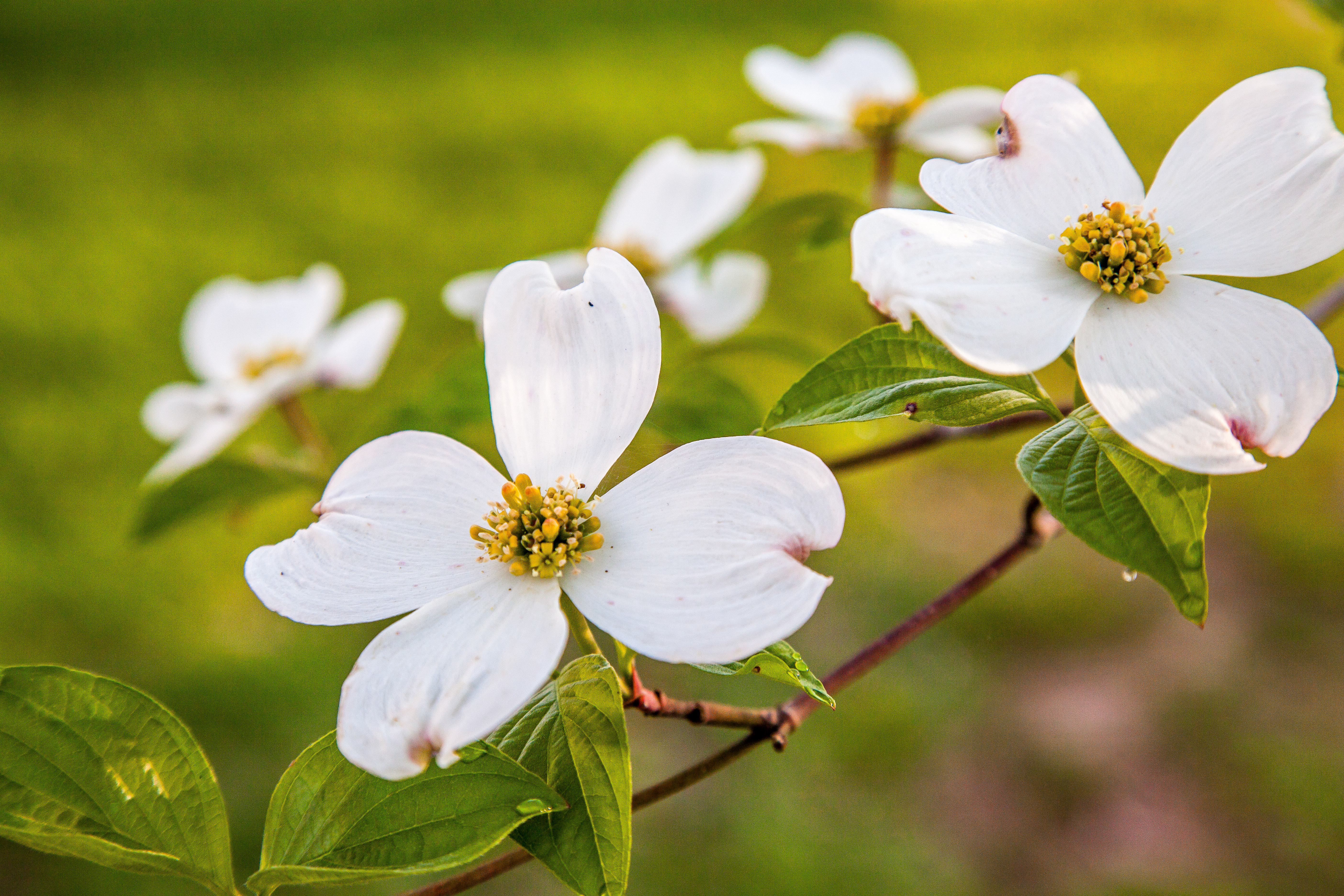 Close up of Dogwood tree flowers