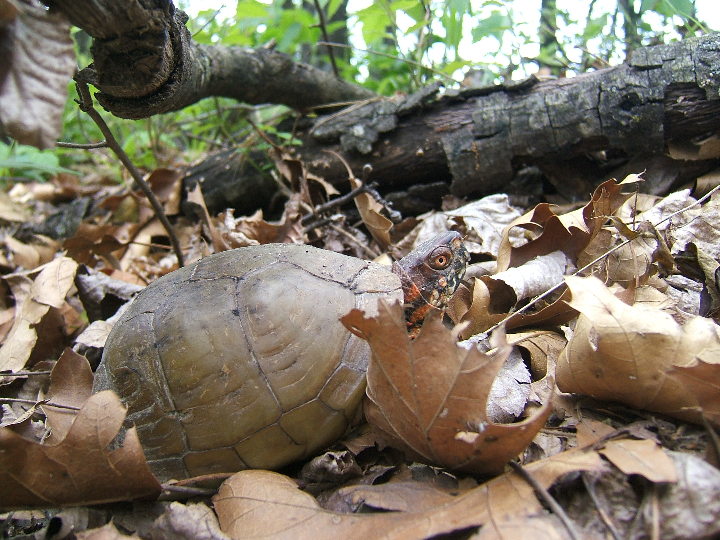 A turtle on the ground next to a log
