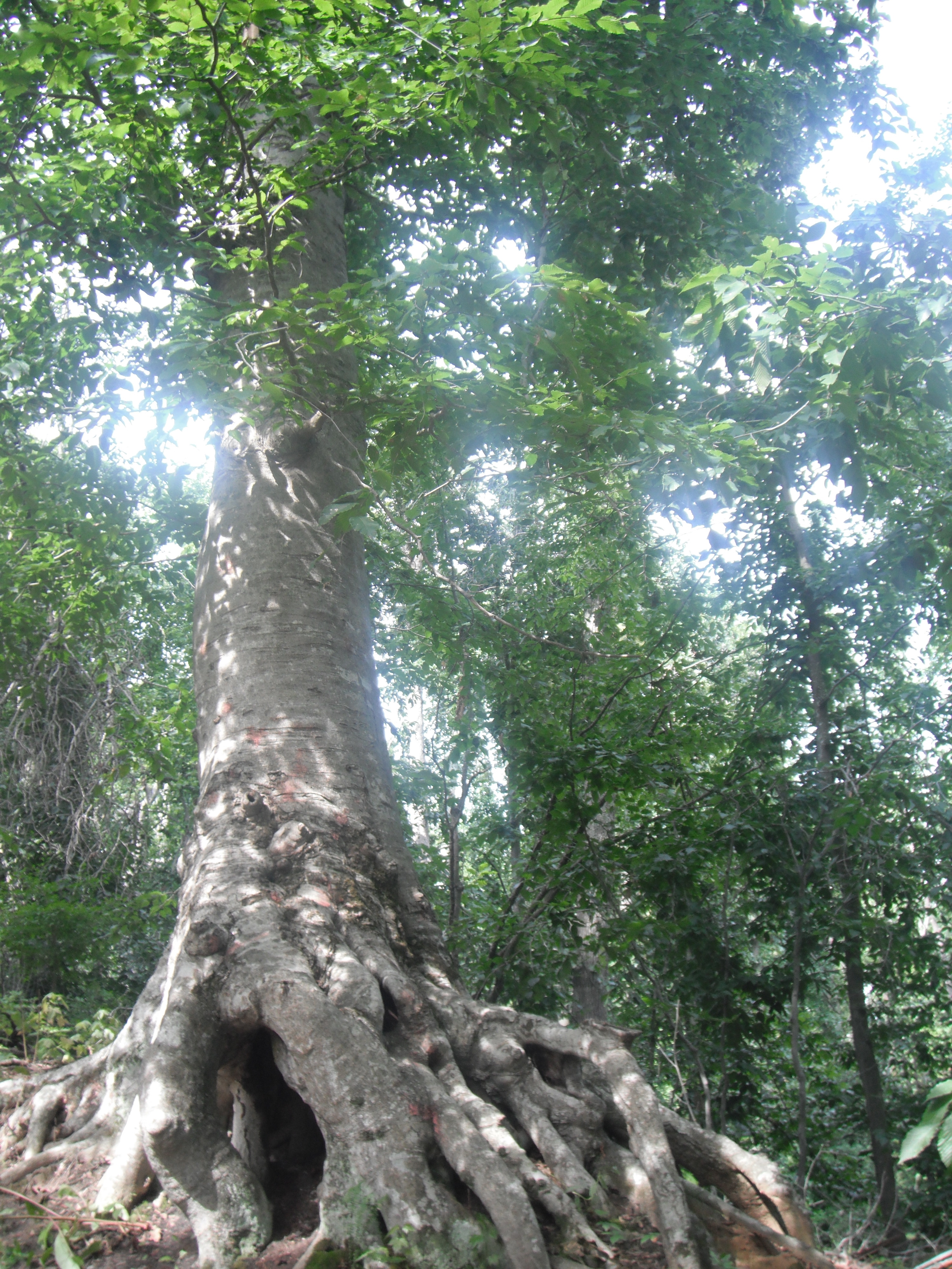 A tree with large roots