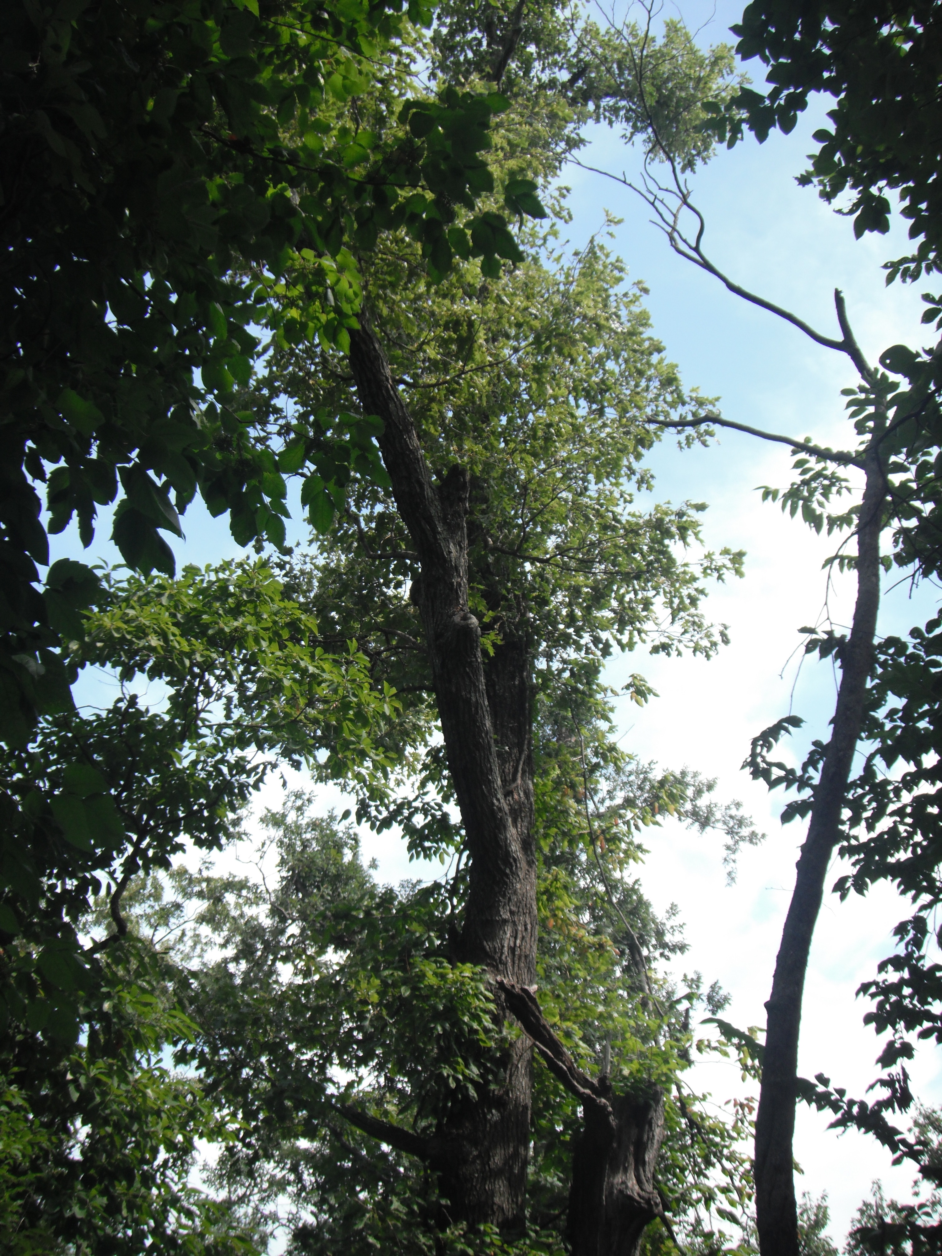 A tall tree with green leafs