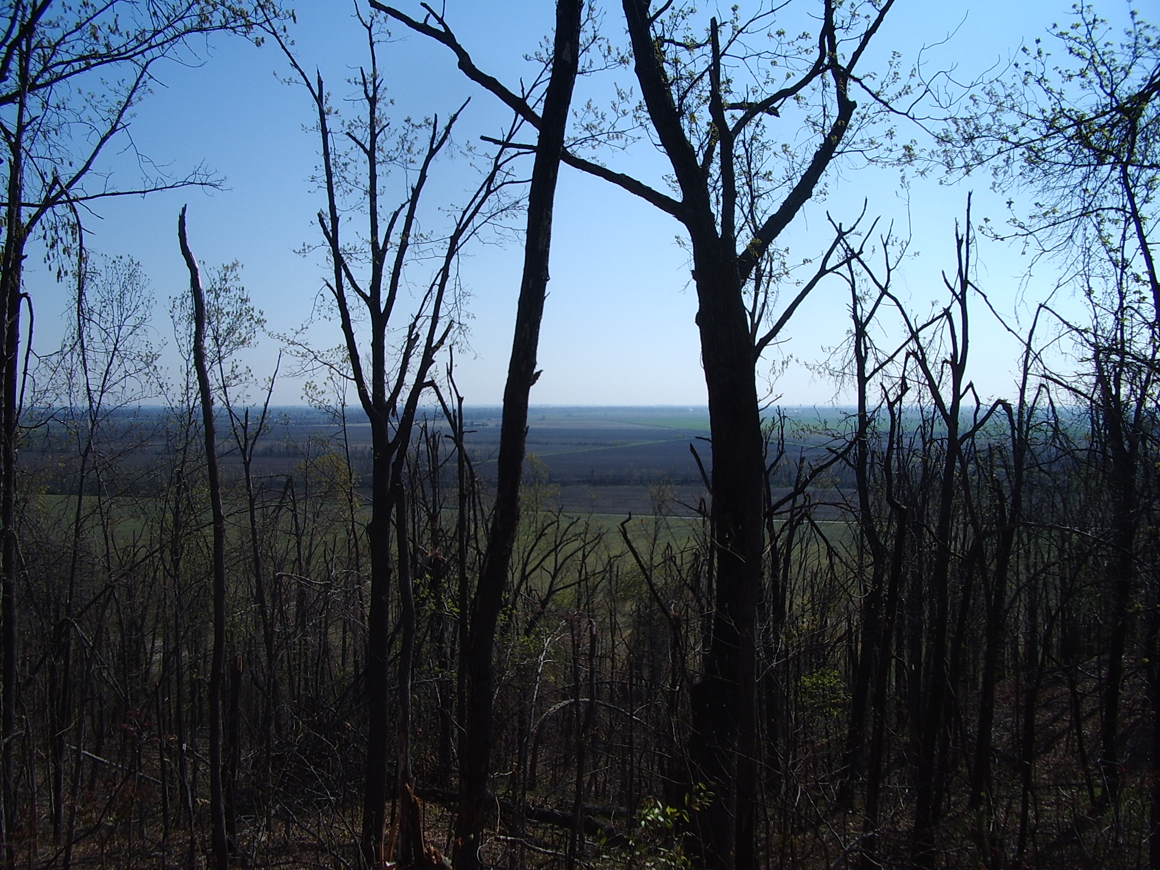 A field of trees without leafs