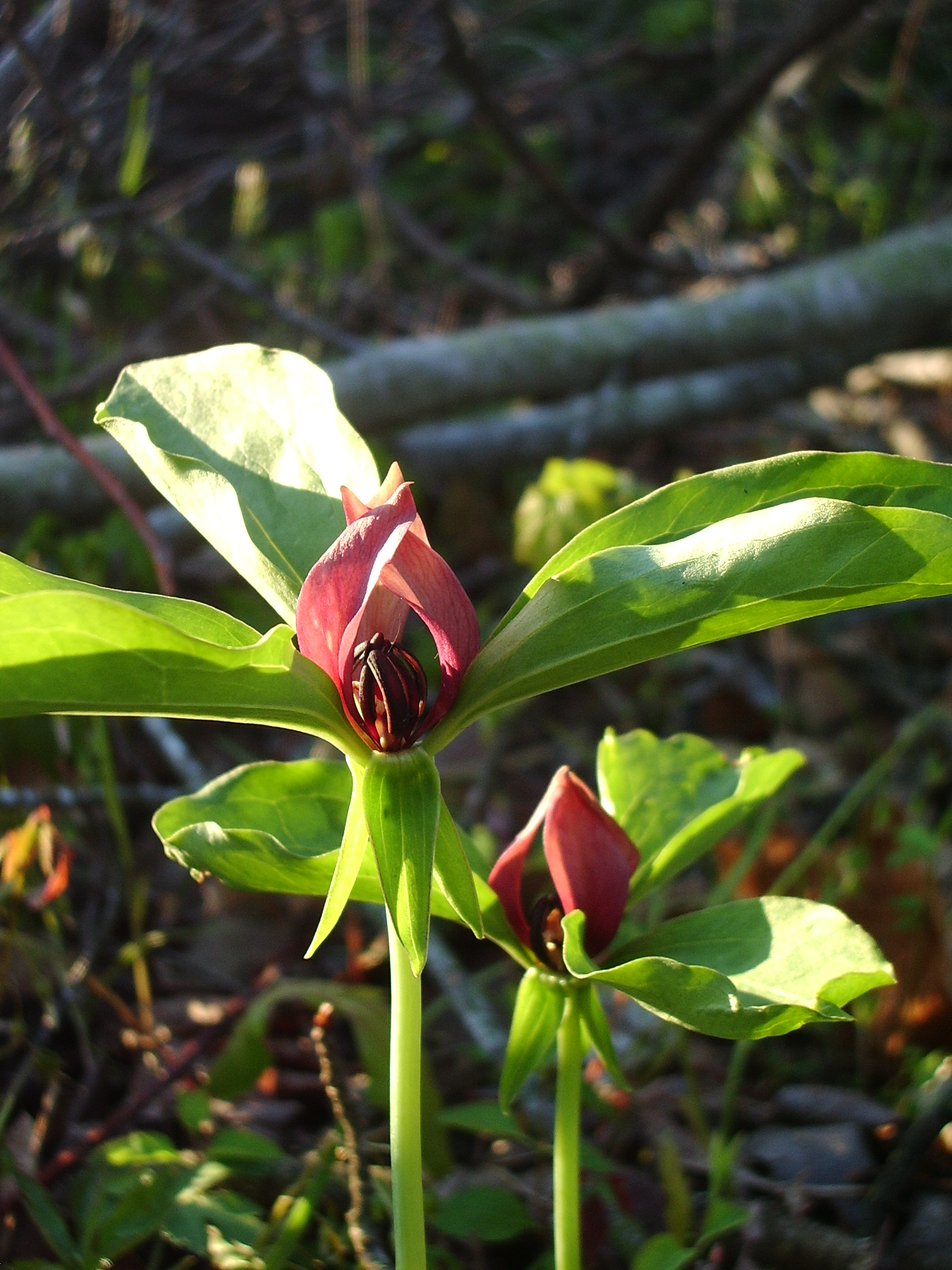 A close up of a red flower