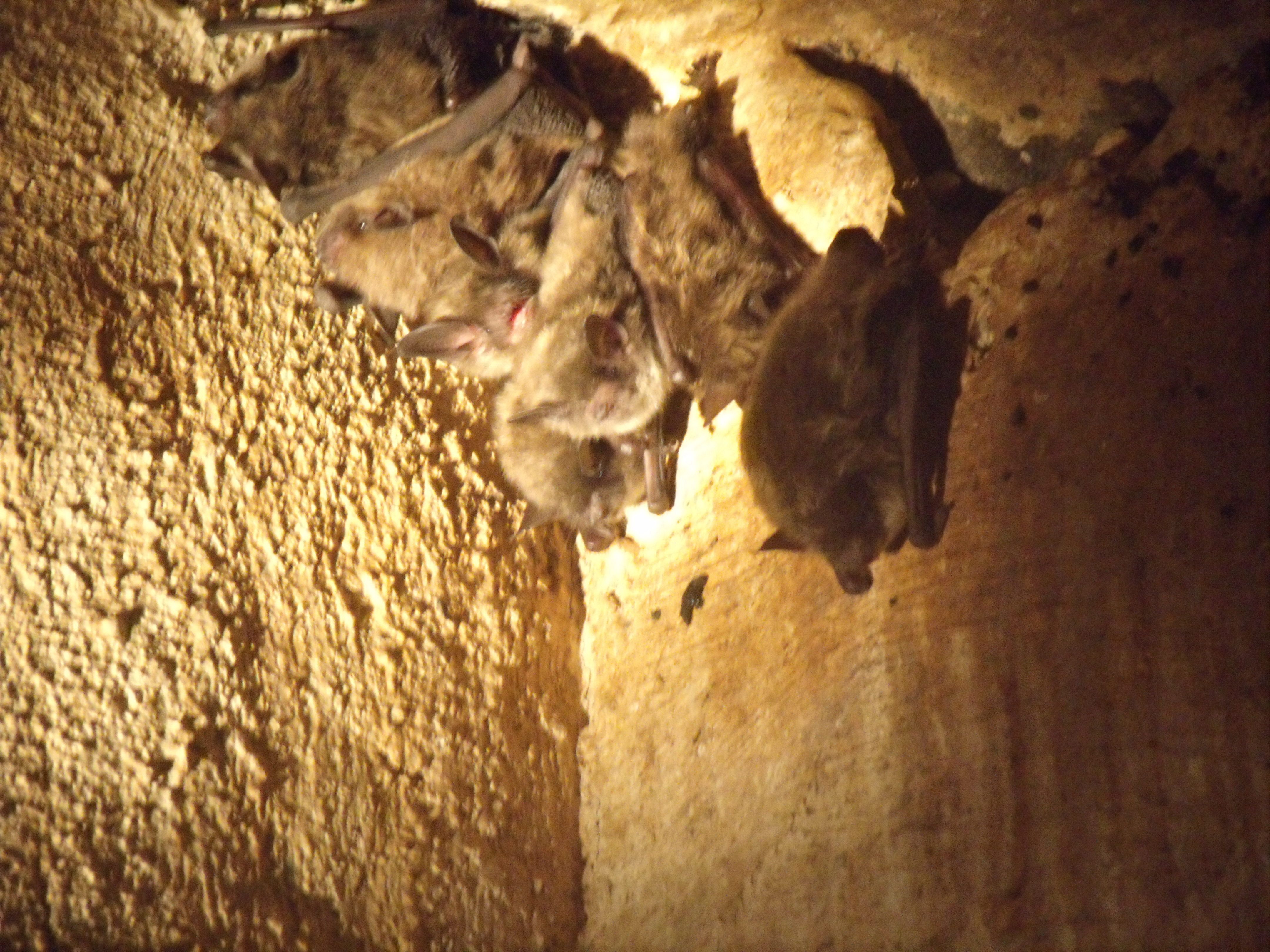 A bunch of bats huddled together in the corner of a wall and ceiling