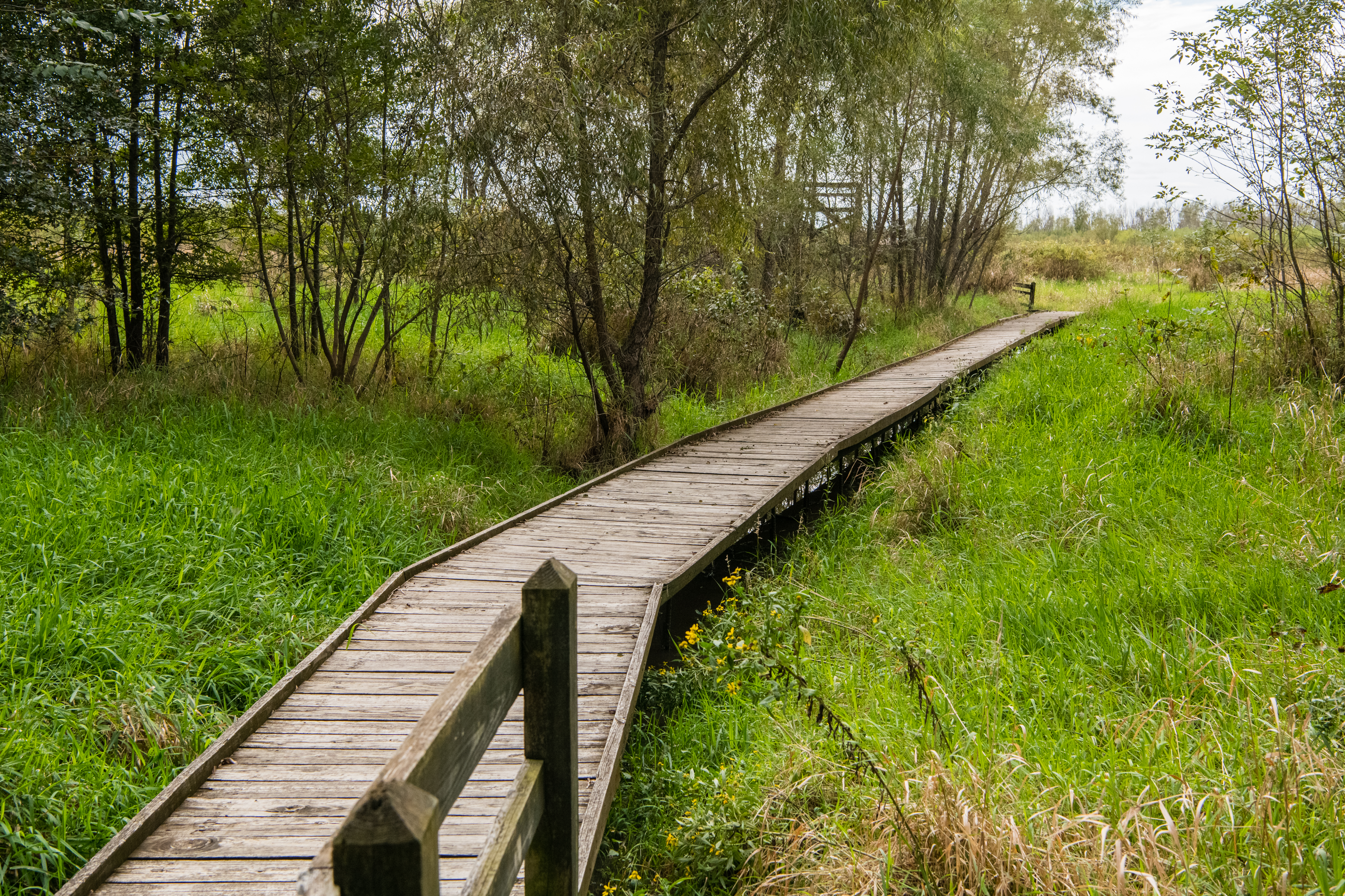 A boardwalk over a wet prairie