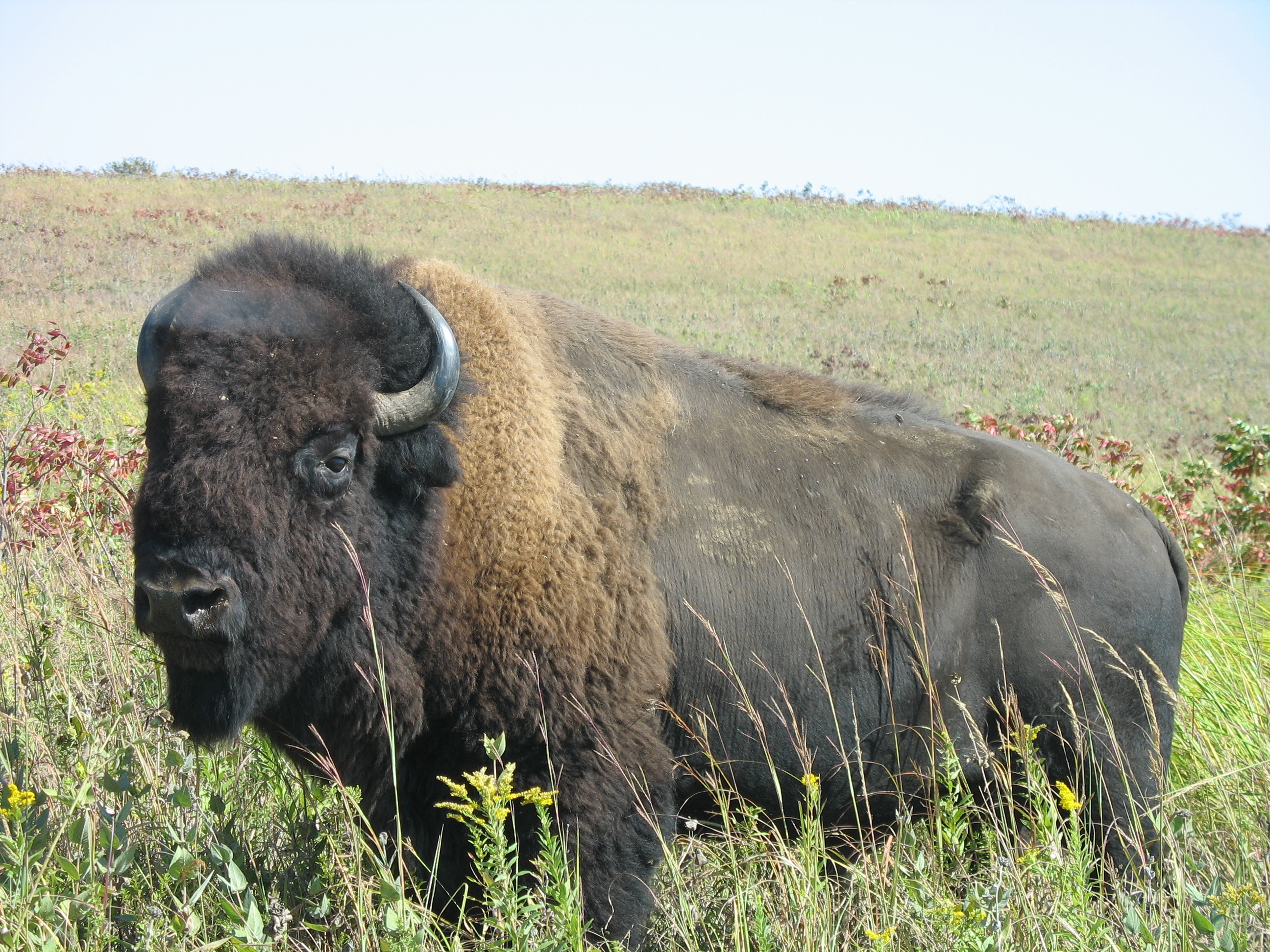 A bison in a field