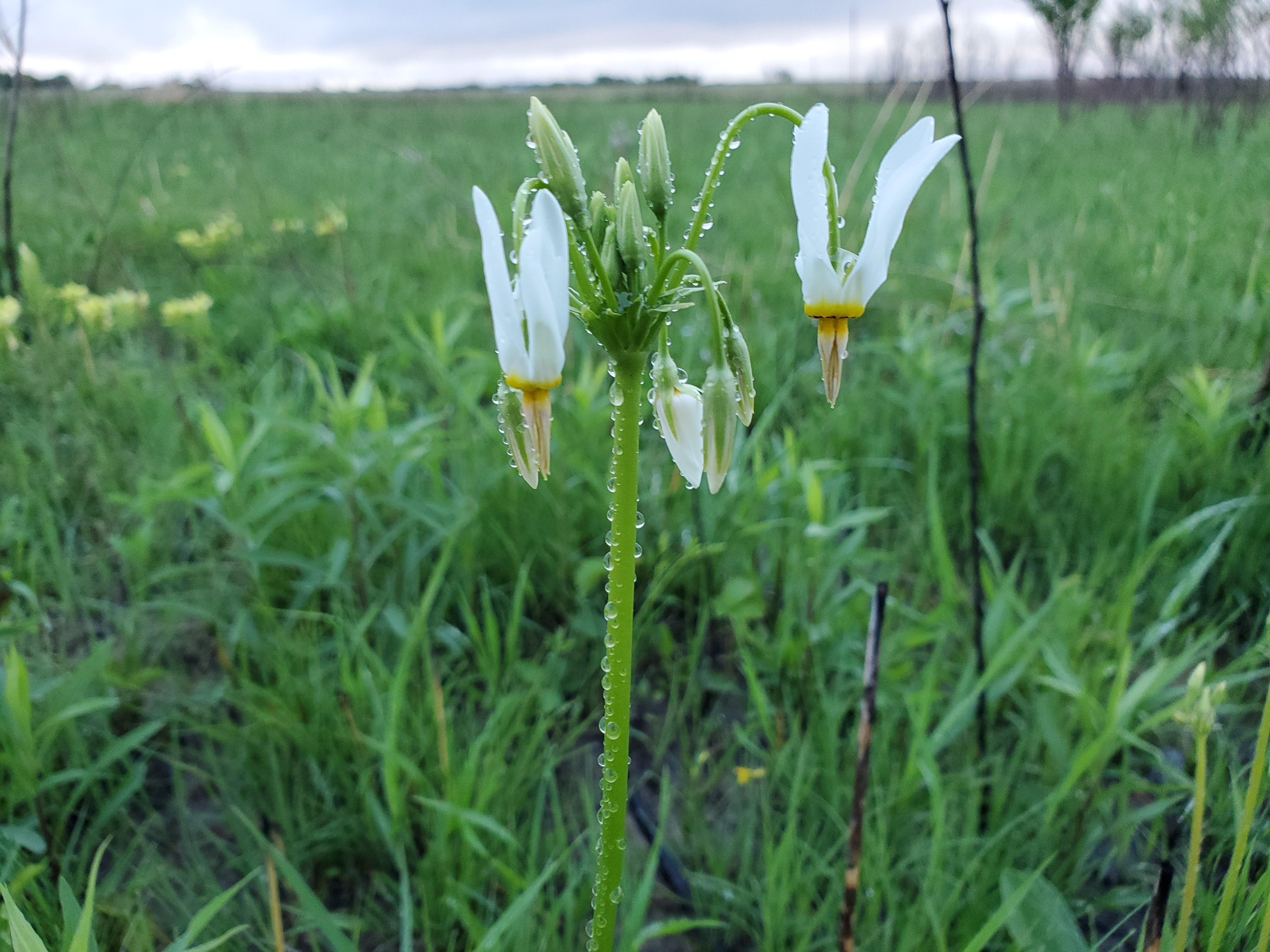 A flower in a field