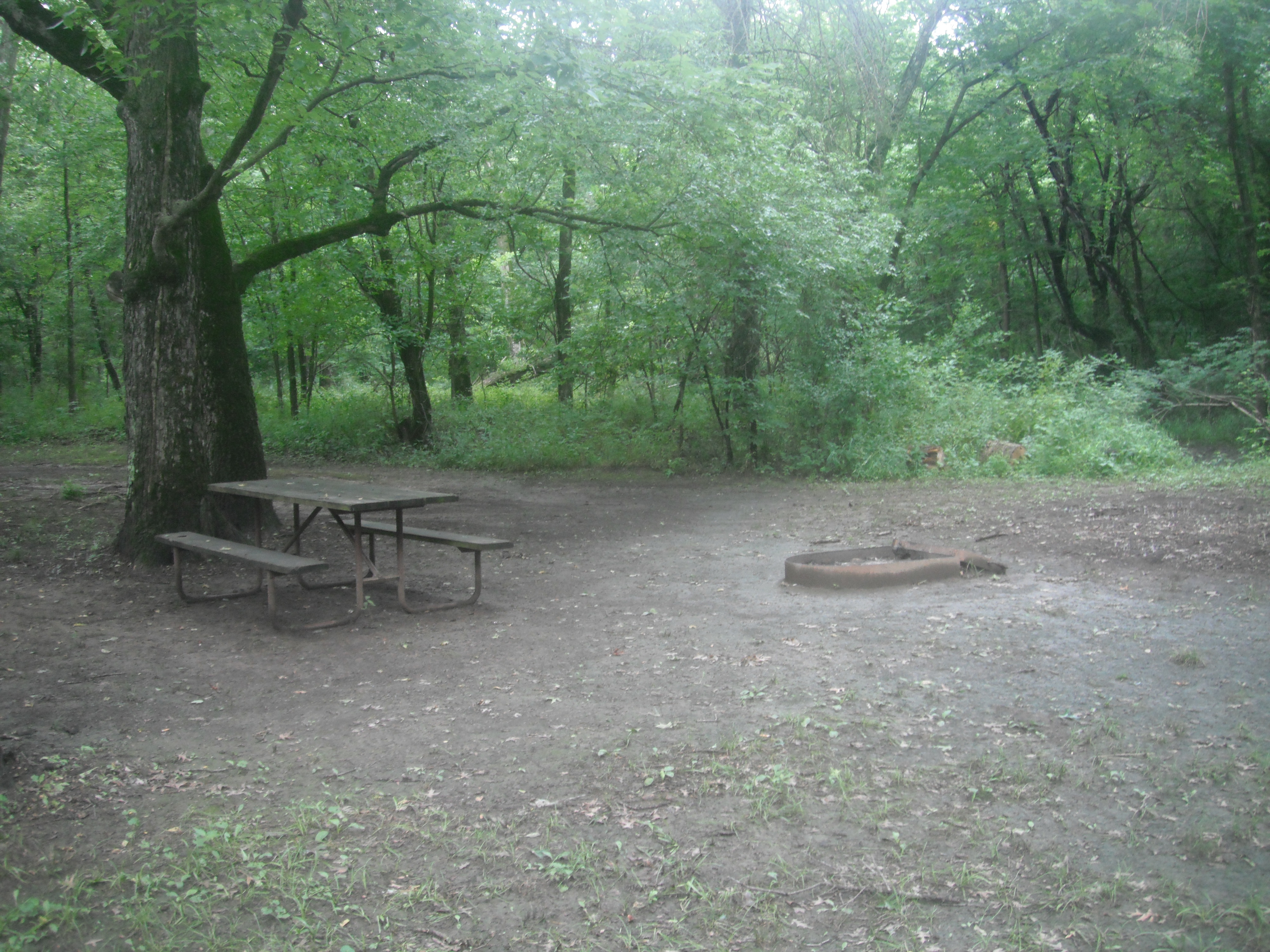 A picnic table under a tree