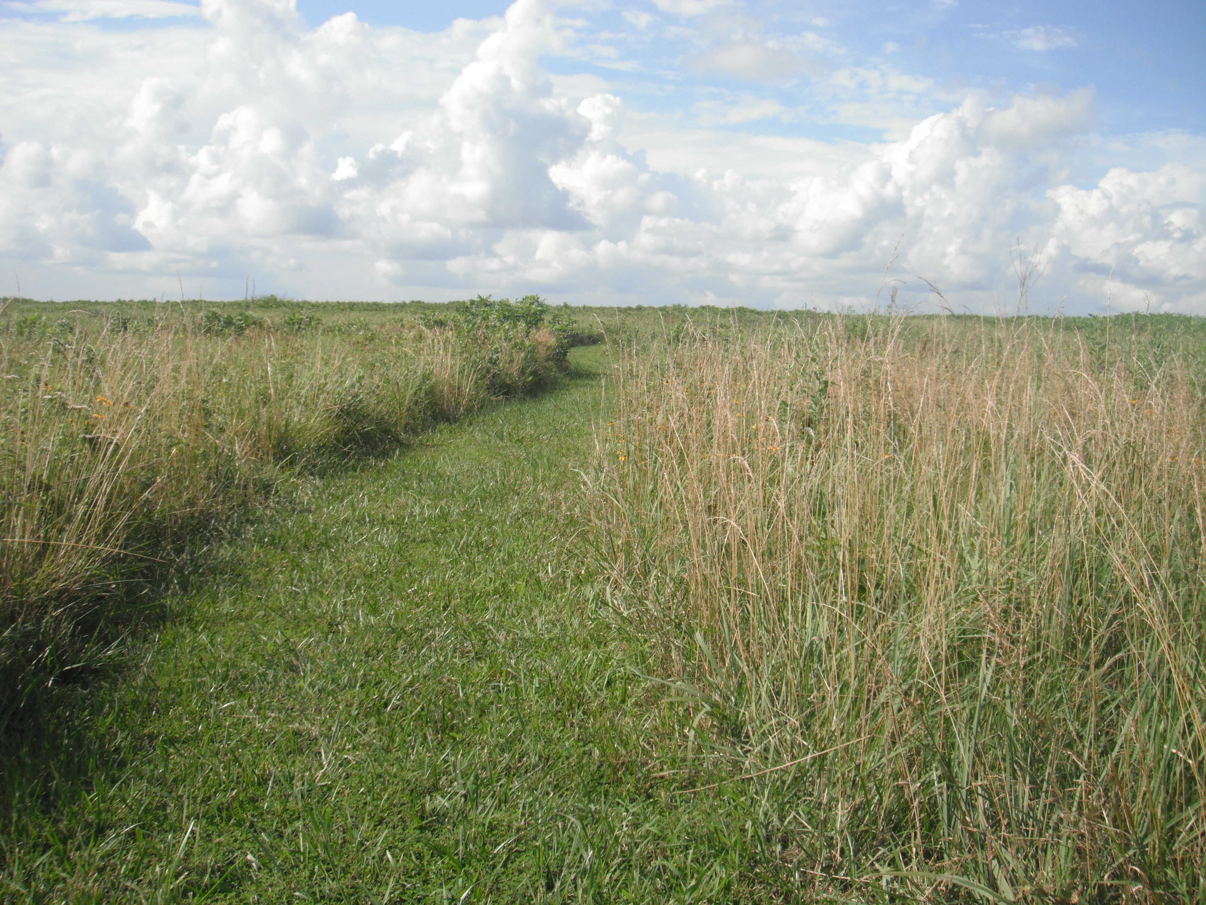 A field of tall grass