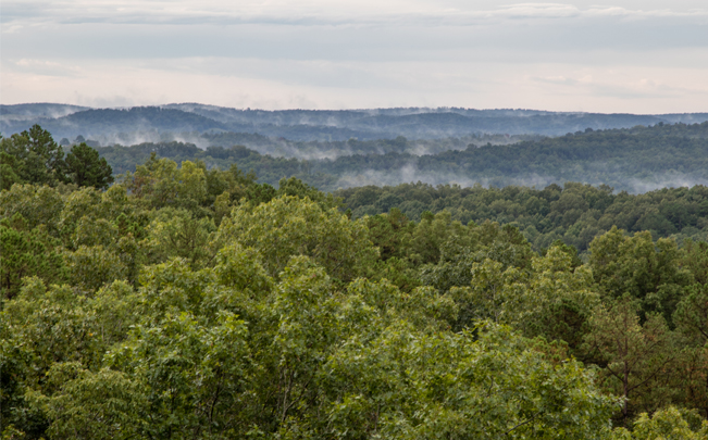 Aerial view of the woods