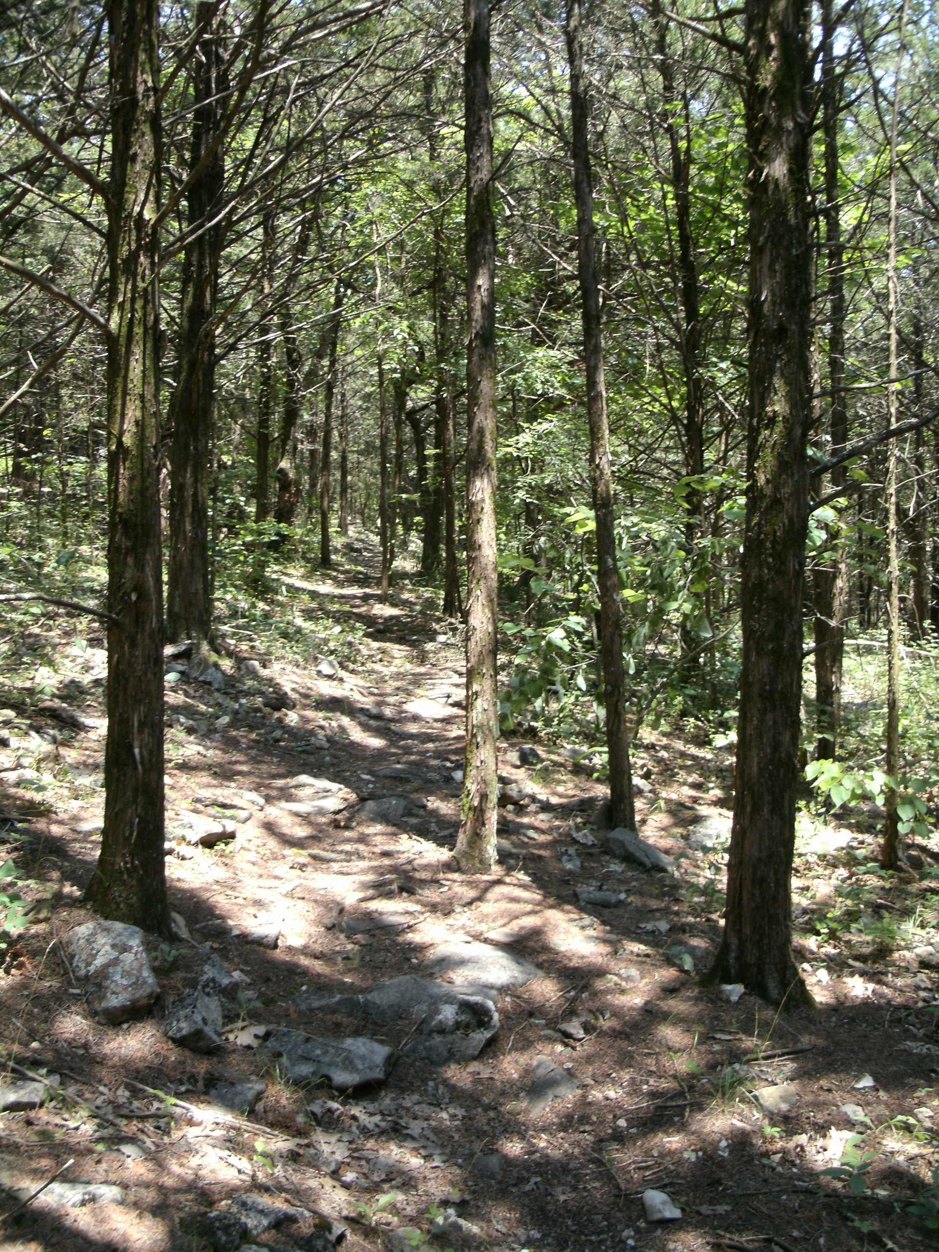 A hiking path in a forest