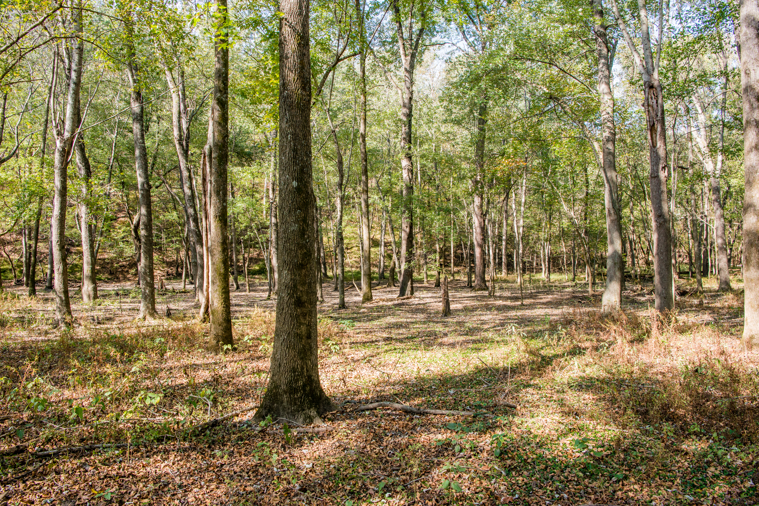 Trees and grass in Eleven Point State Park.