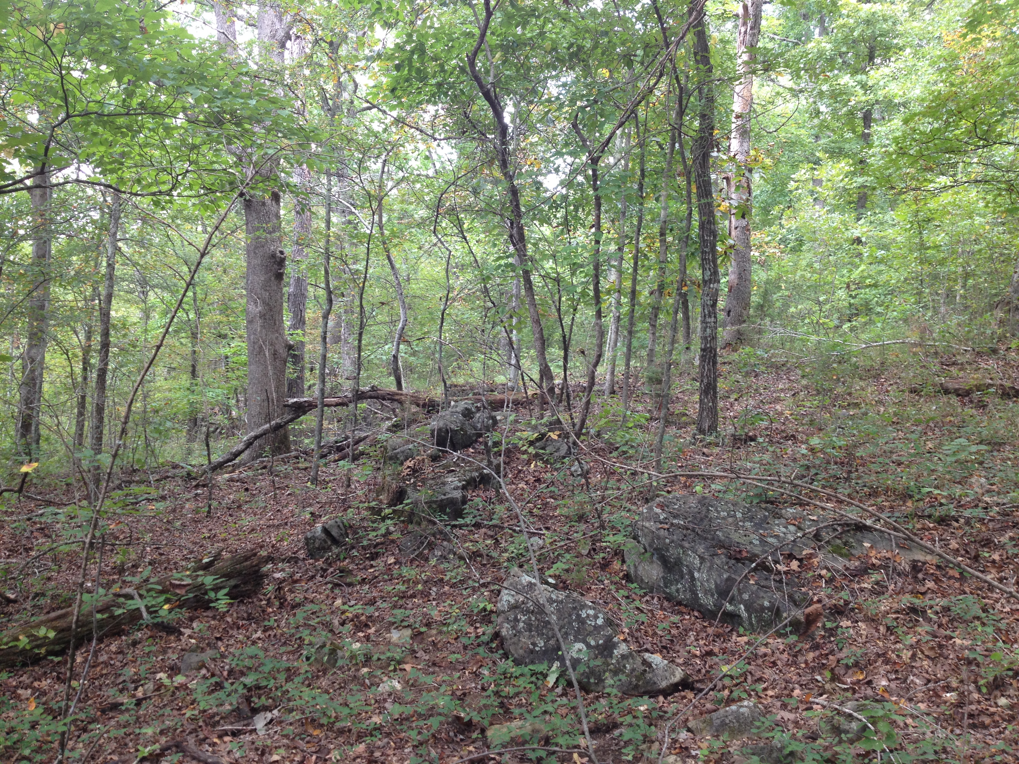 Trees, rocks and grass at Jay Nixon Backcountry.