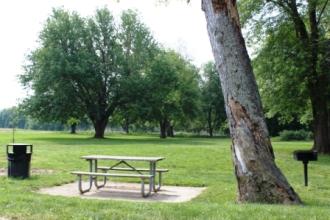 a picnic table next to a big tree