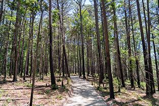 Stone hiking trail through tall trees